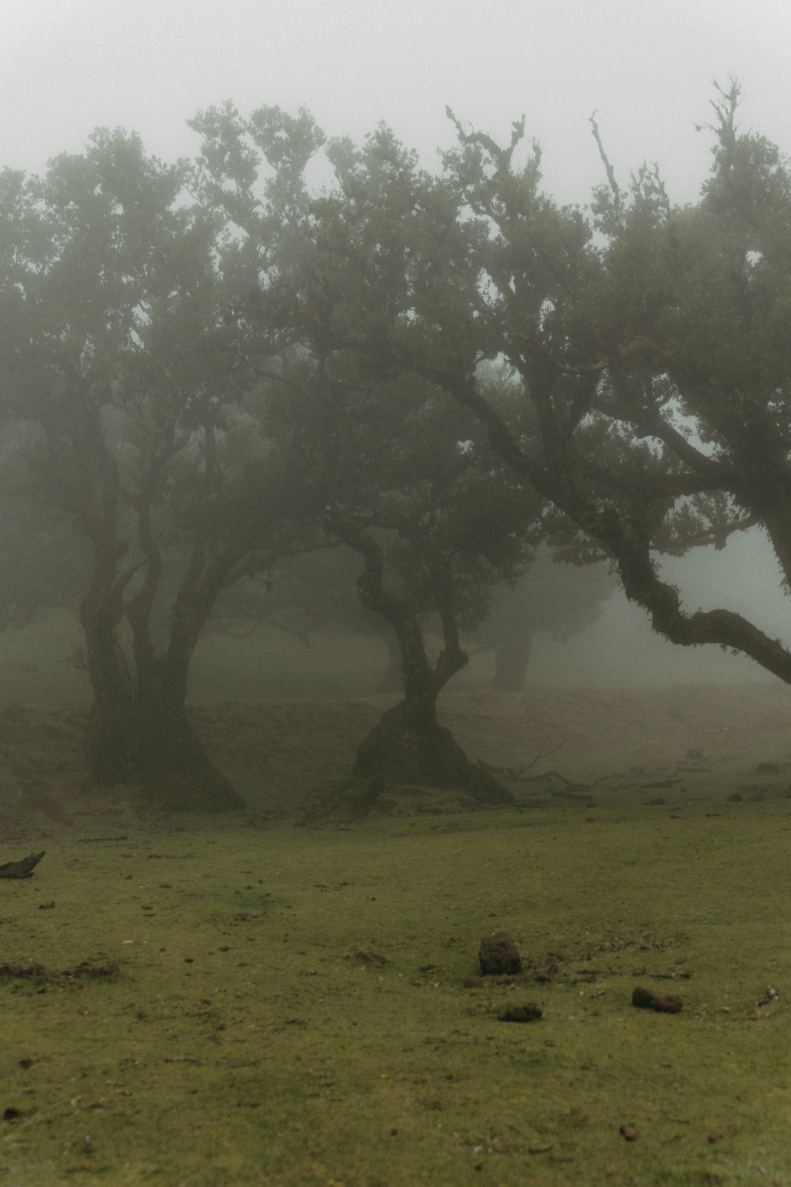 Magic of Fanal Forest. Wedding photographer and videographer based in Timisoara, Romania