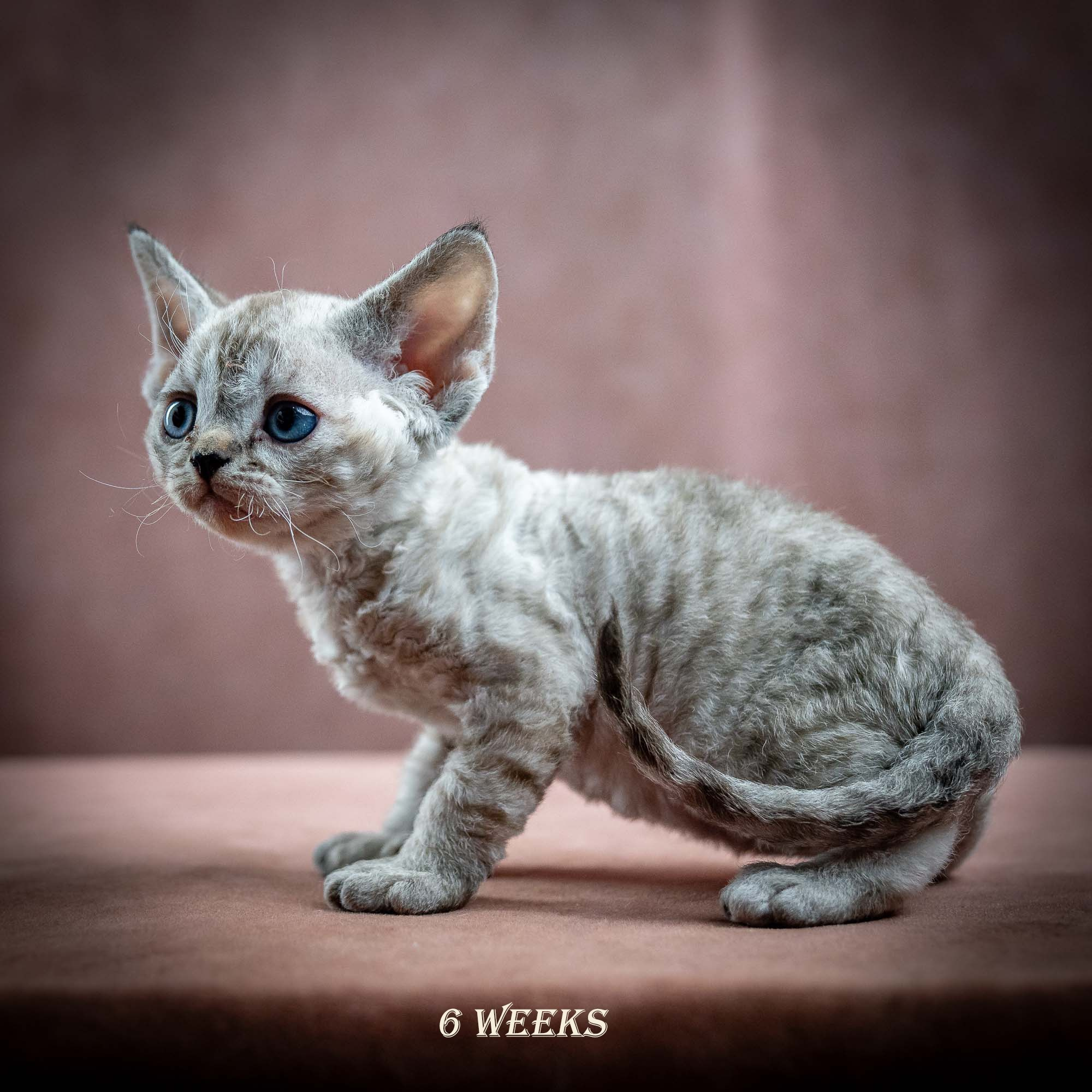 Isla, girl, born 06.01.2025. Devon Rex Pixie Cattery
