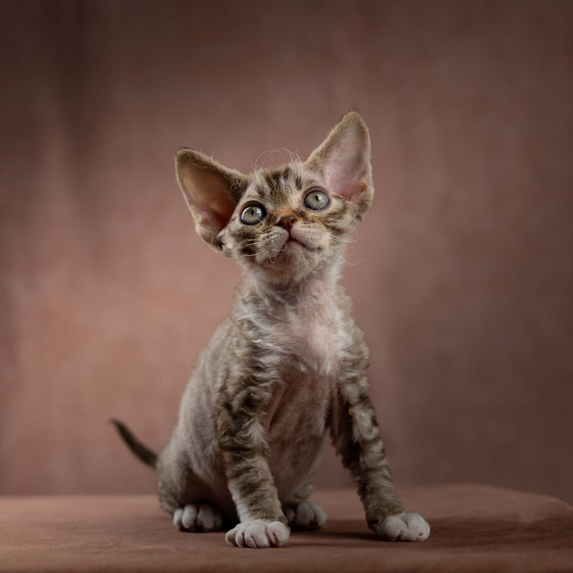 Elvis, boy, born on 06.09.24 SOLD. Devon Rex Pixie Cattery