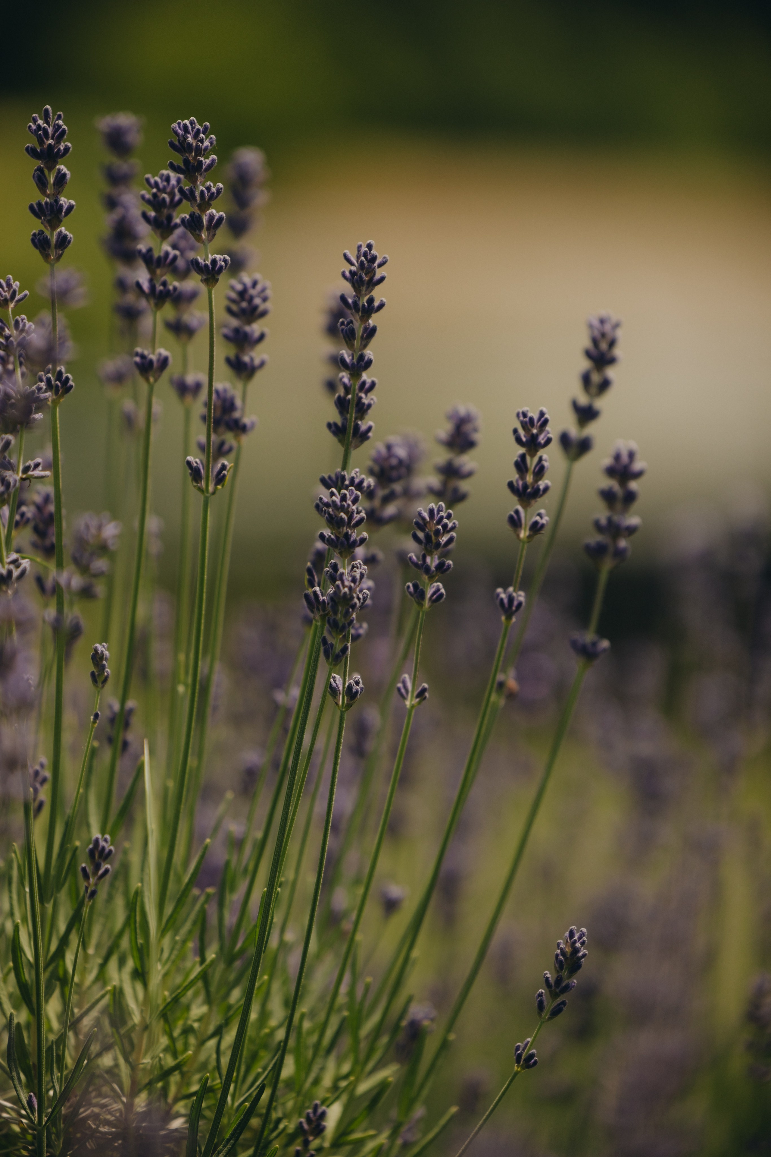 Wedding details at Wind Mountain Ranch in the Columbia River Gorge