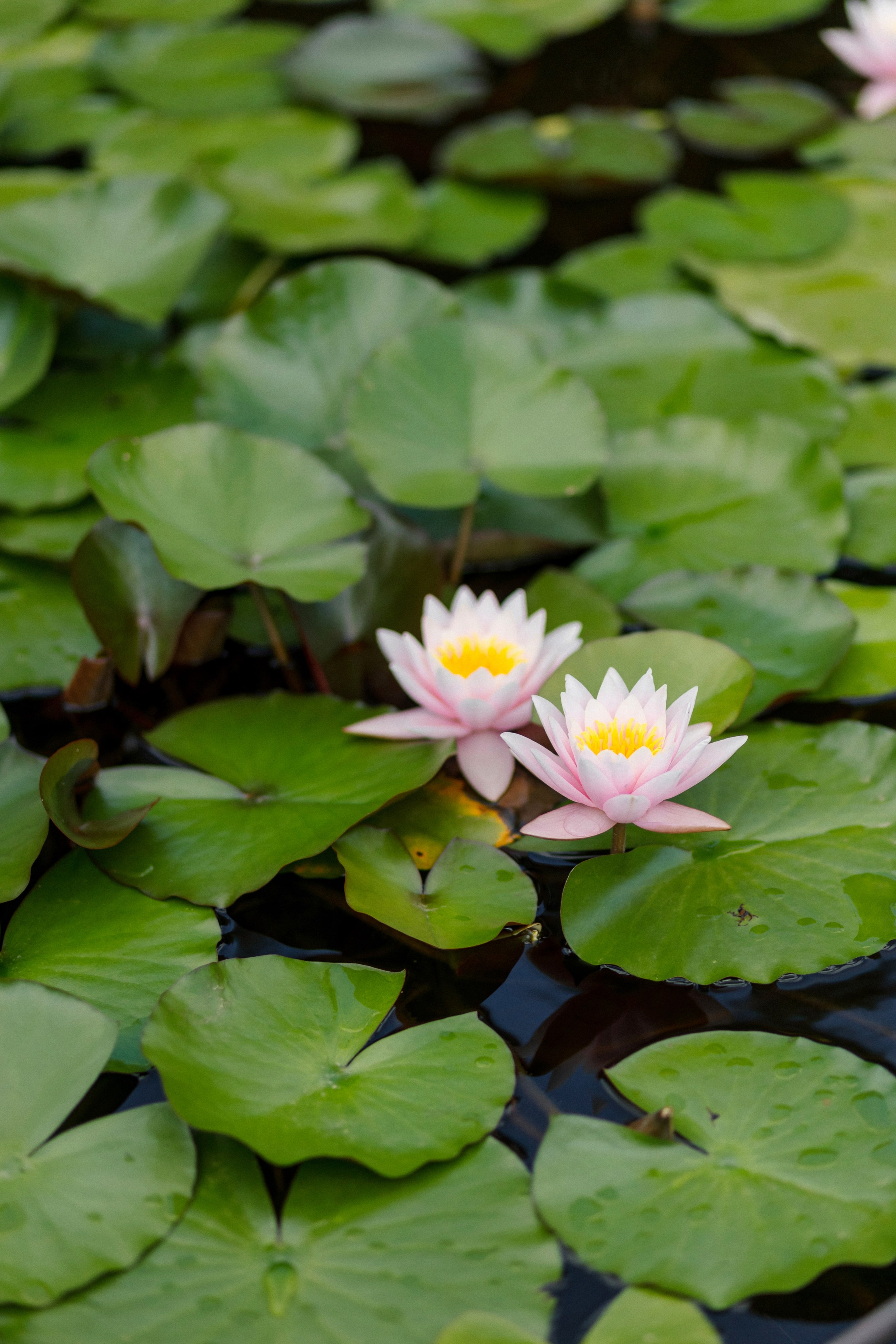 Alissa & Jakob · Villa Grabau, Tuscany. Raw Studio: Capturing Elegant weddings accross Europe