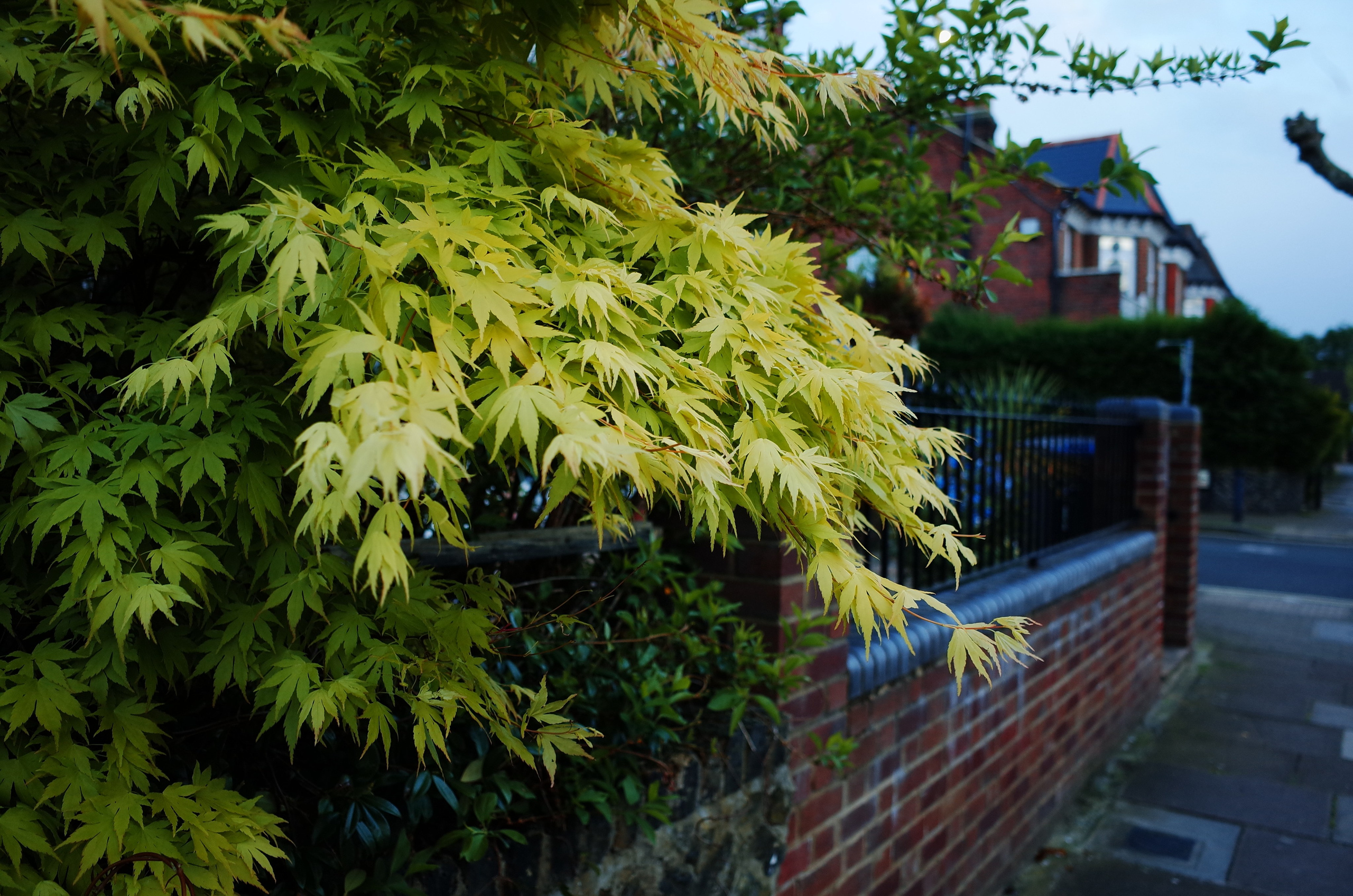 A flaming bush. Victoria Dini. Art photography in London / Folkestone, UK