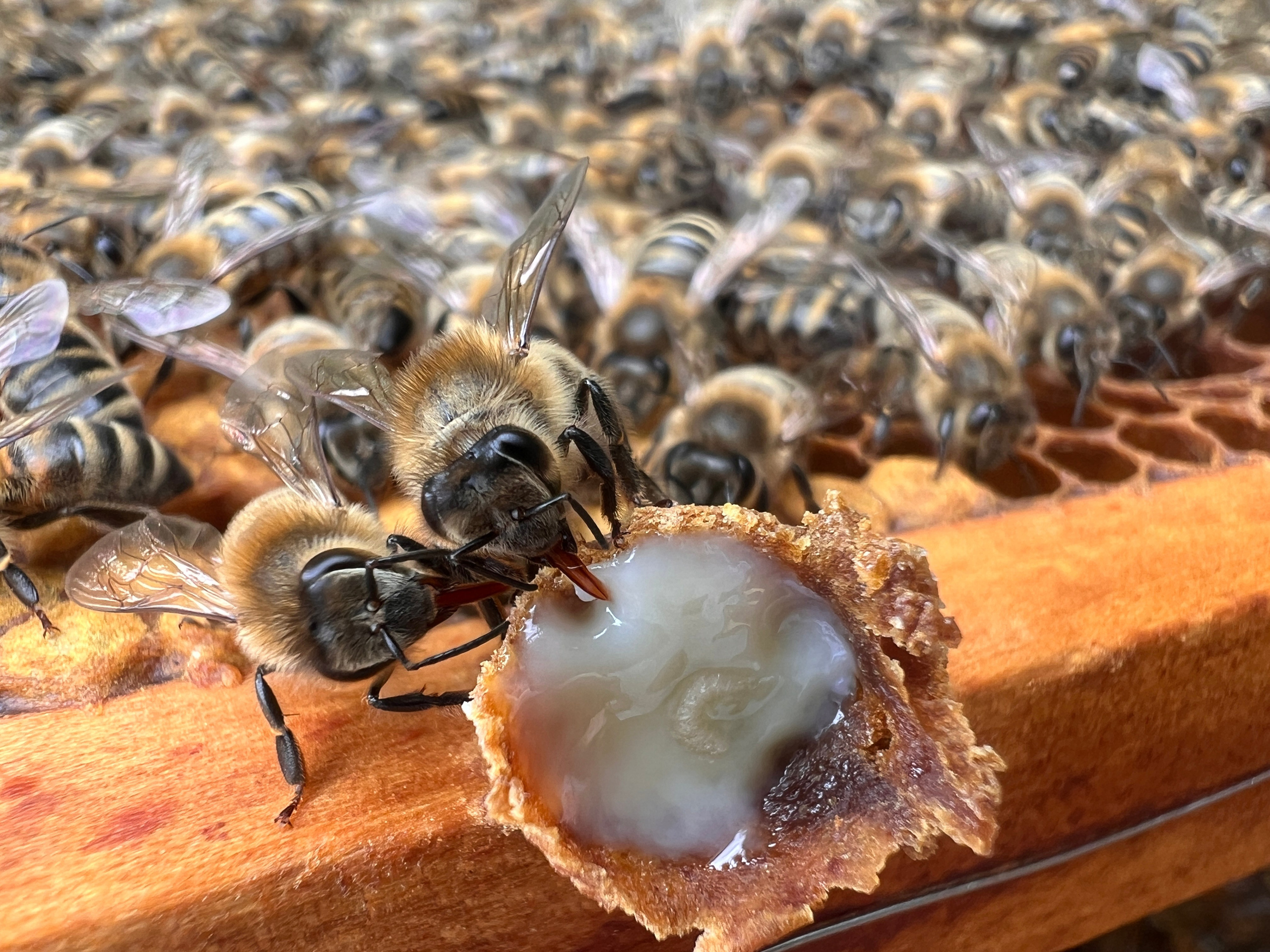 Die Biene. Honigmascher