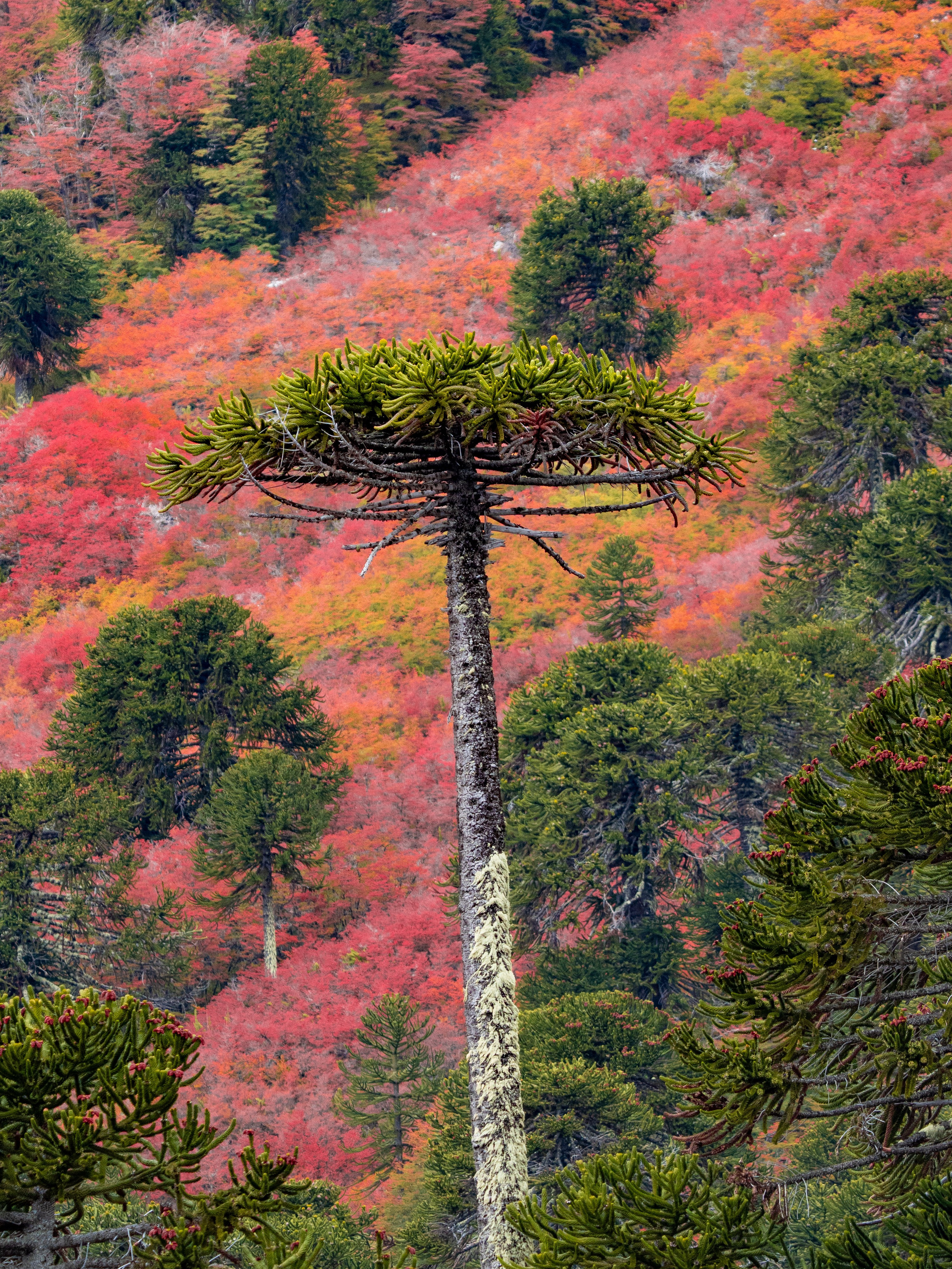 Naturaleza. DIEGO LUNA - FOTÓGRAFO DE VIAJES Y NATURALEZA EN CHILE