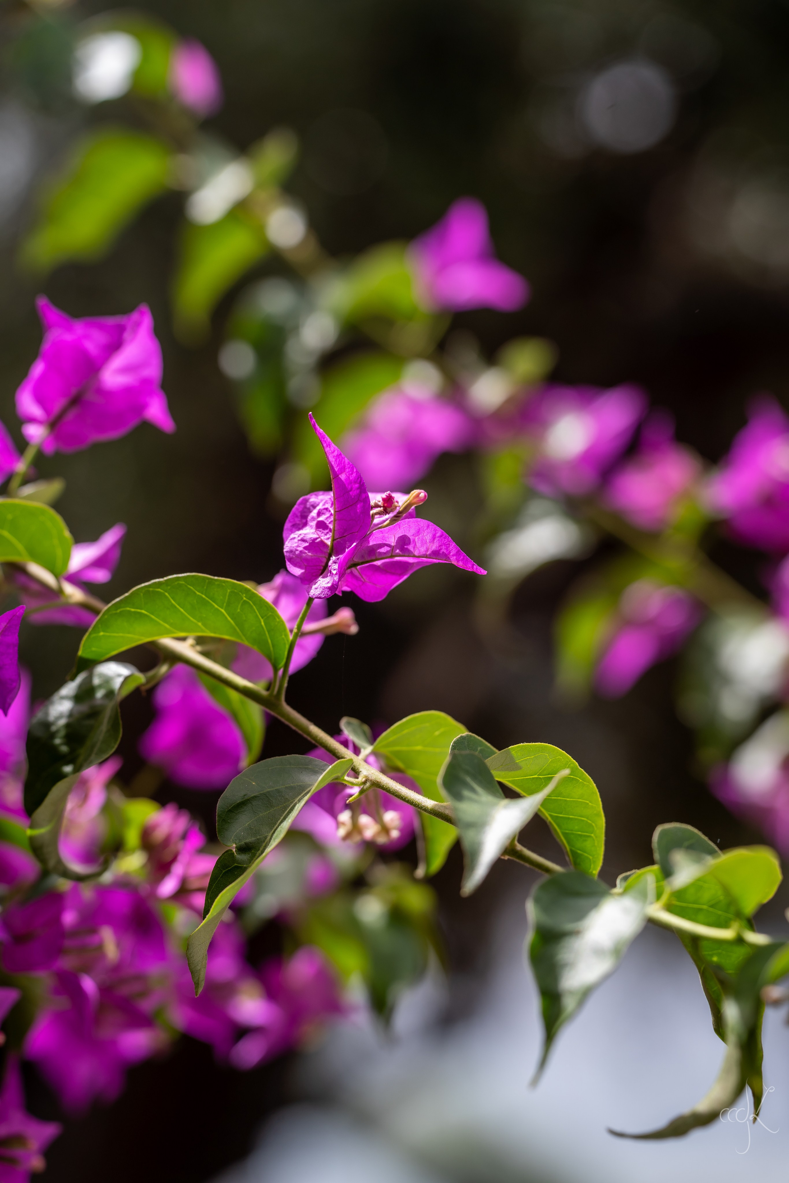 FLOWTIME: the 6th Cargèse summer school. Expect Miracles Photography by Kate & Andrew