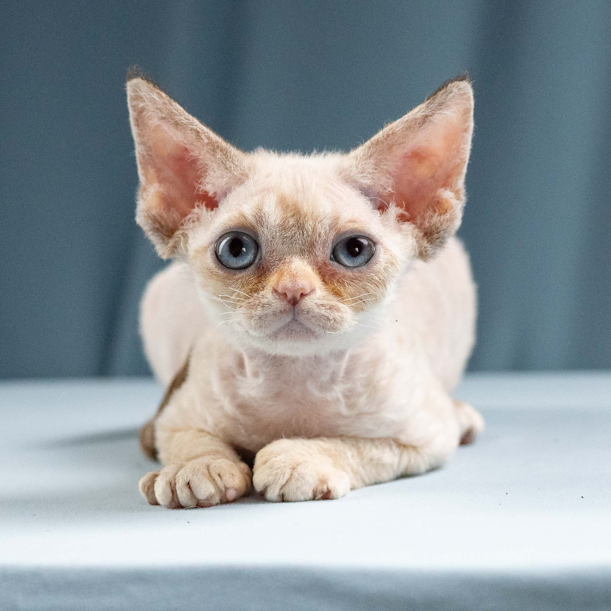Iris, girl, born 06.01.2025. Devon Rex Pixie Cattery