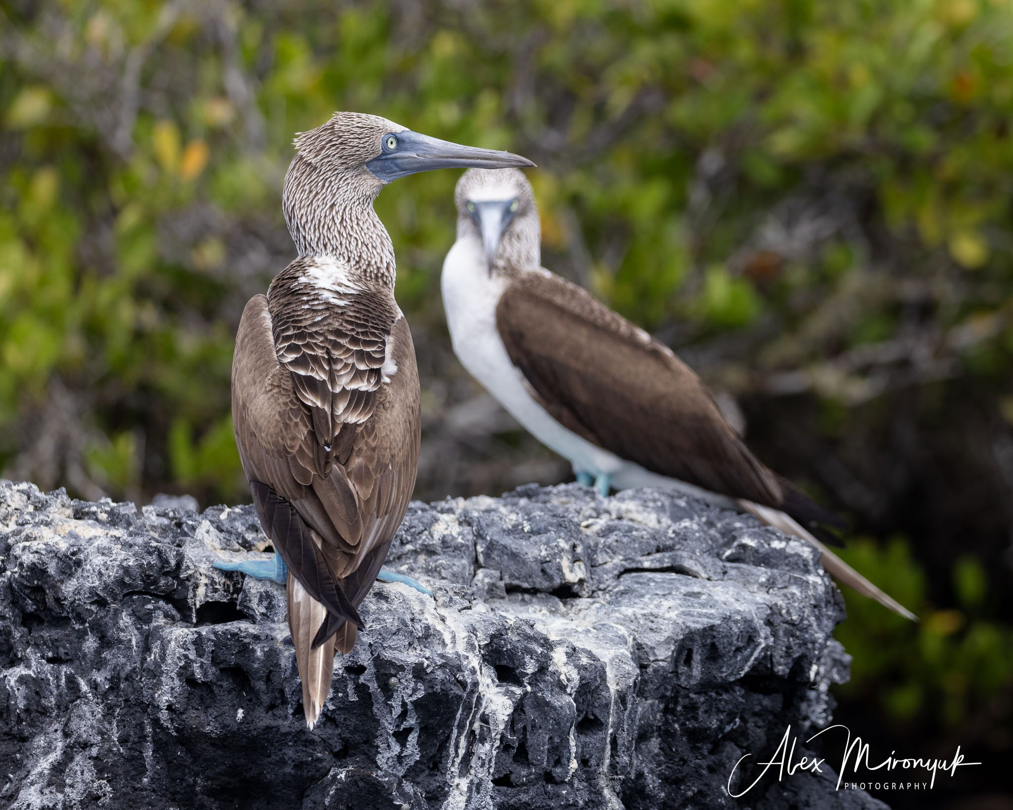Galapagos Islands Adventure. Alex Mironyuk Photography