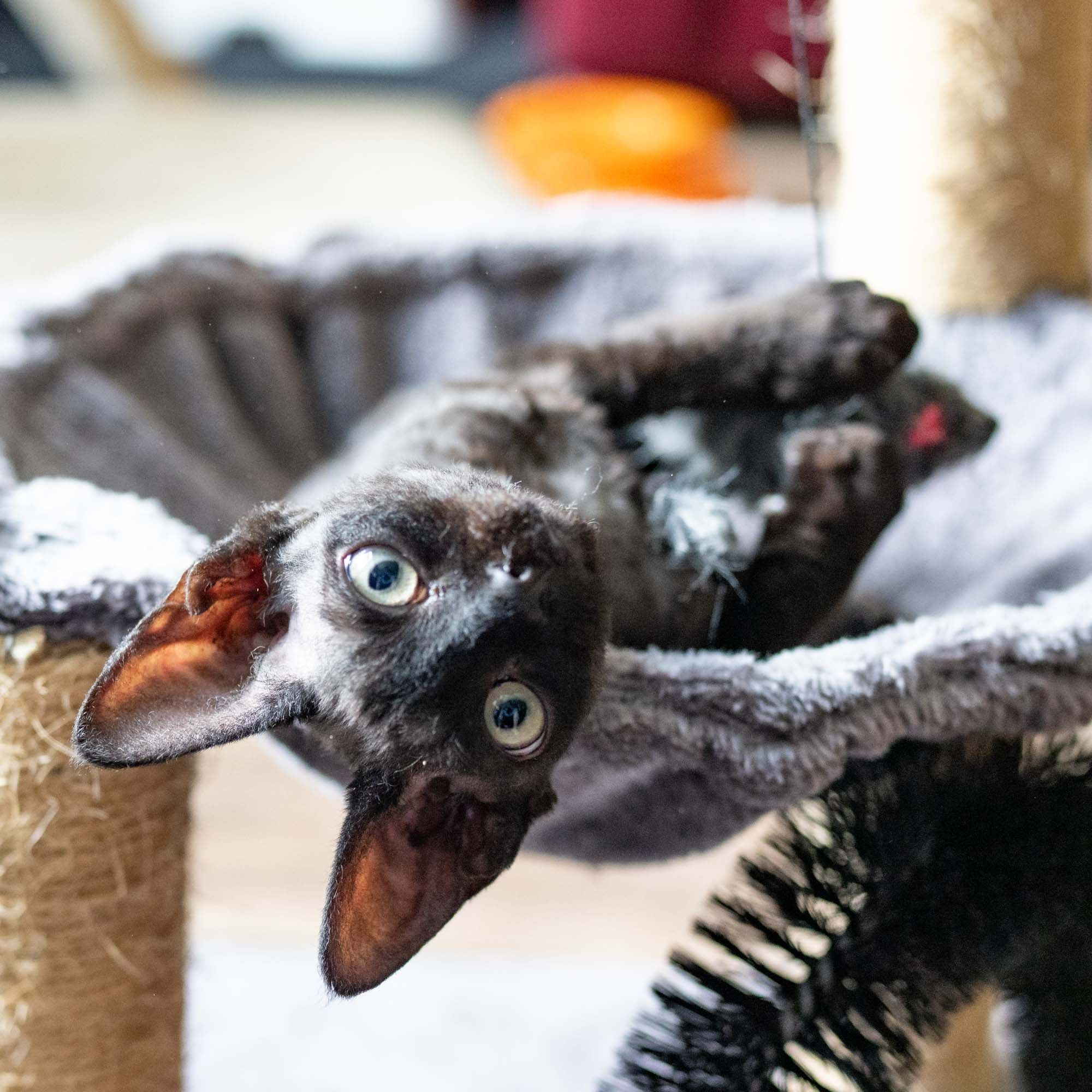 Smoke, boy,  born on  04.11.24, Sold. Devon Rex Pixie Cattery