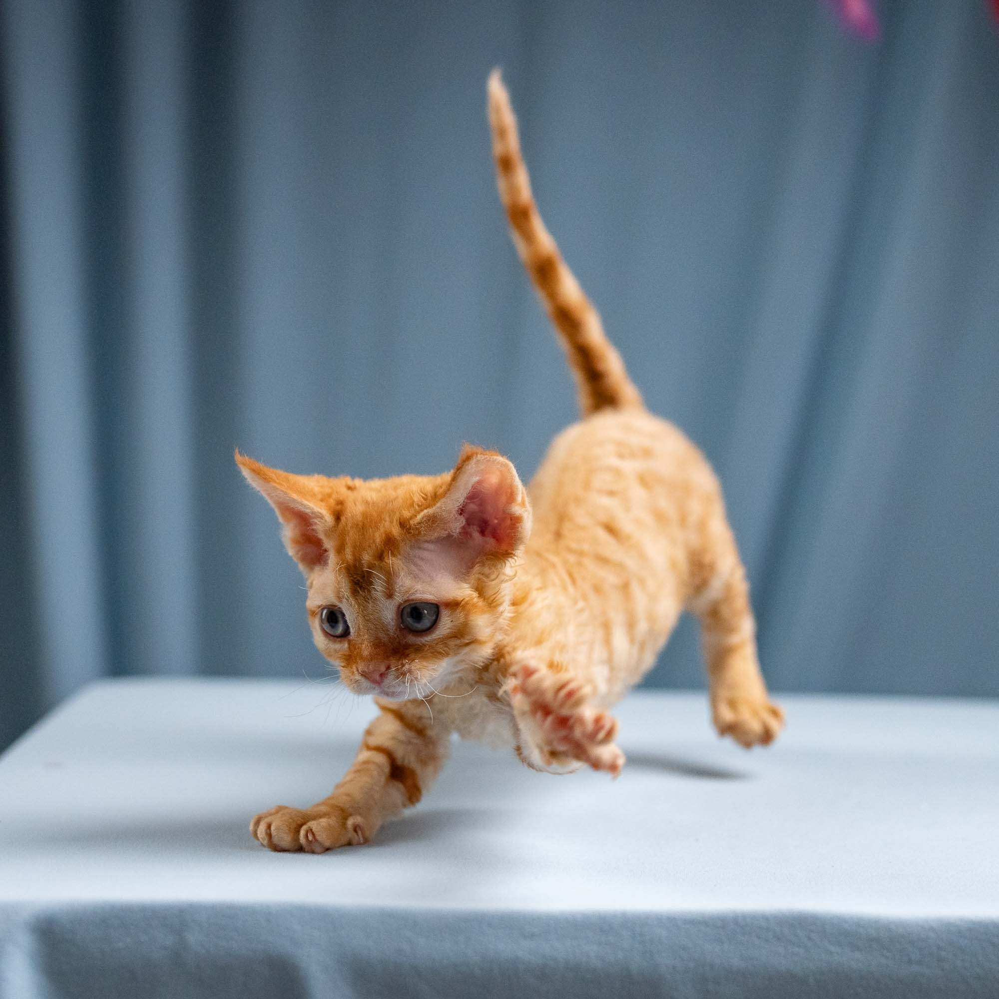 Jackie, boy, born 06.25.2025. Devon Rex Pixie Cattery