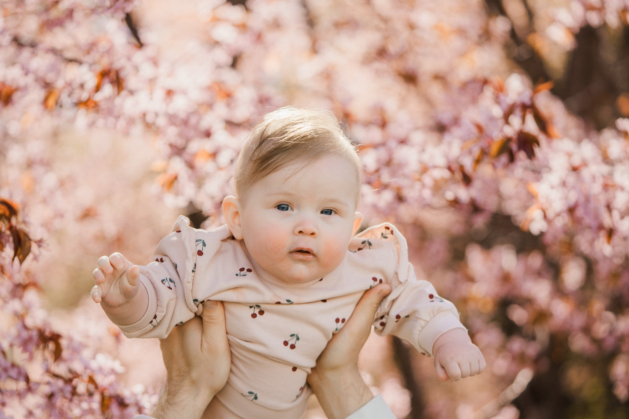 Perhekuvaus kirsikkapuistossa Helsingissä