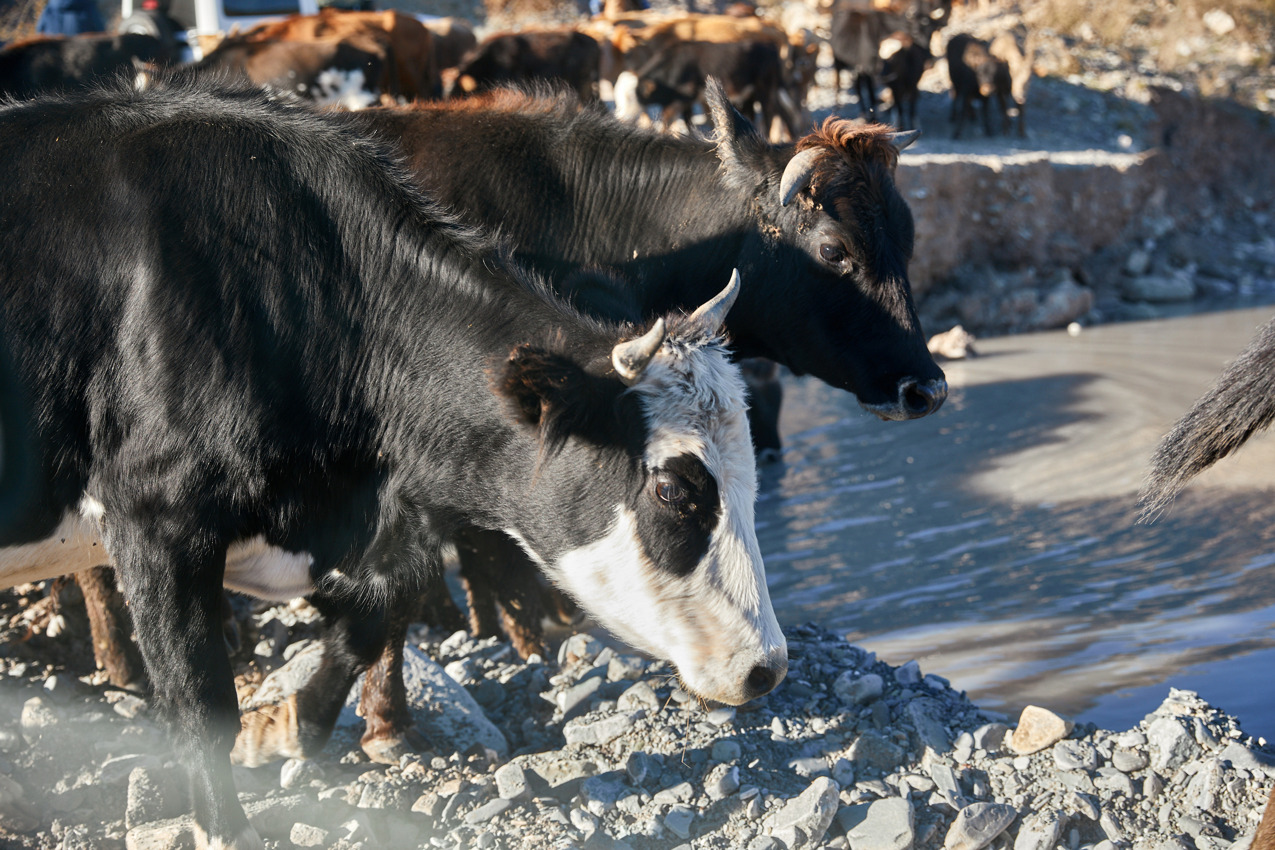 Astrokamp — Həftəsov (#006). Həvəskar Astronomlar Cəmiyyəti — Astronomy.az