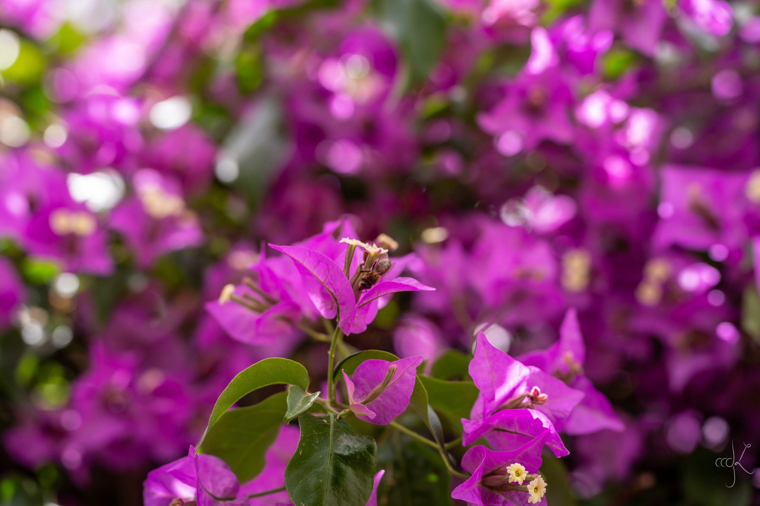 FLOWTIME: the 6th Cargèse summer school. Expect Miracles Photography by Kate & Andrew