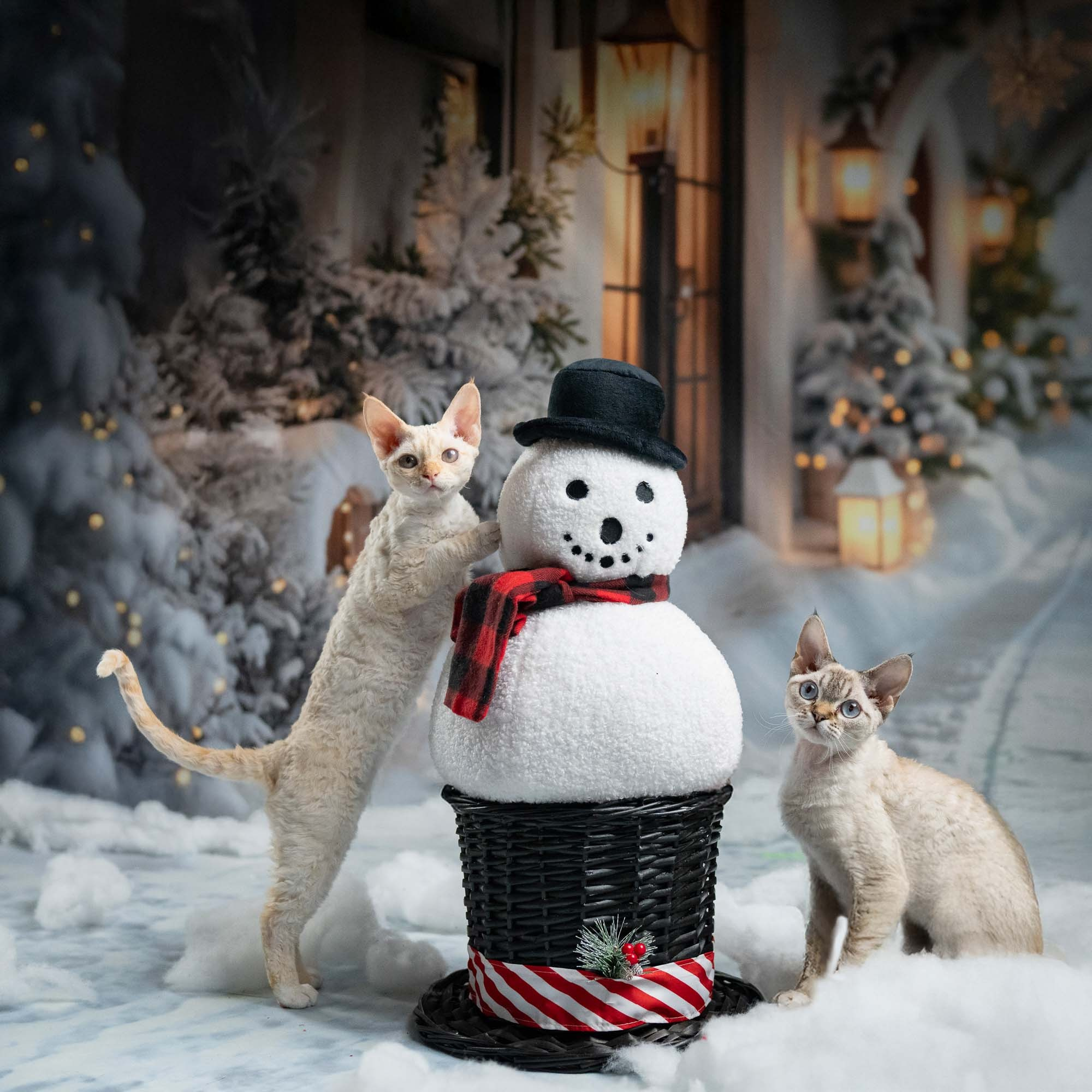 Jasmin, girl, born 06.25.2025. Devon Rex Pixie Cattery