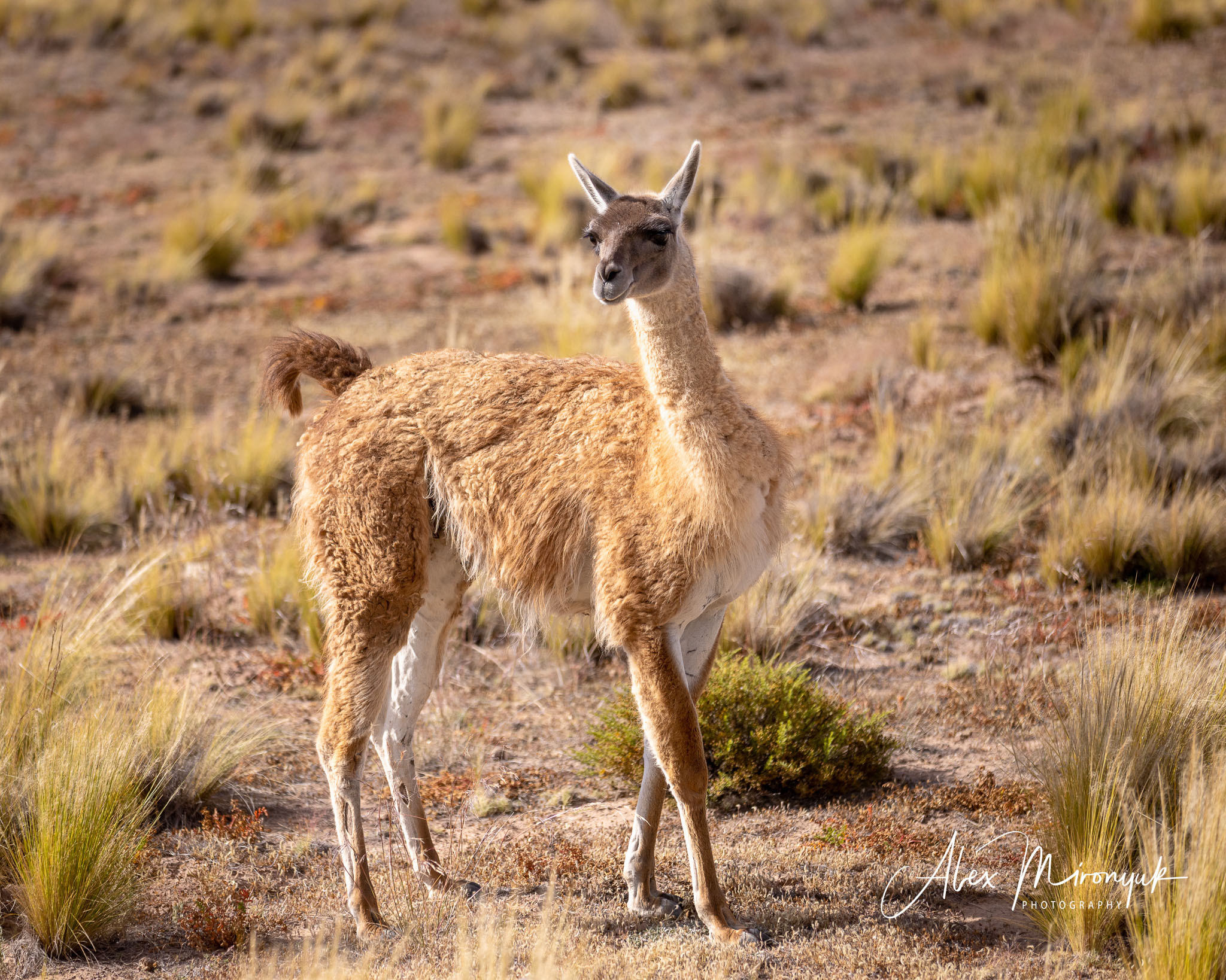 Unknown Northern Argentina. Pet, Senior, Landscape, portrait studio, photographer in Miami and Sou