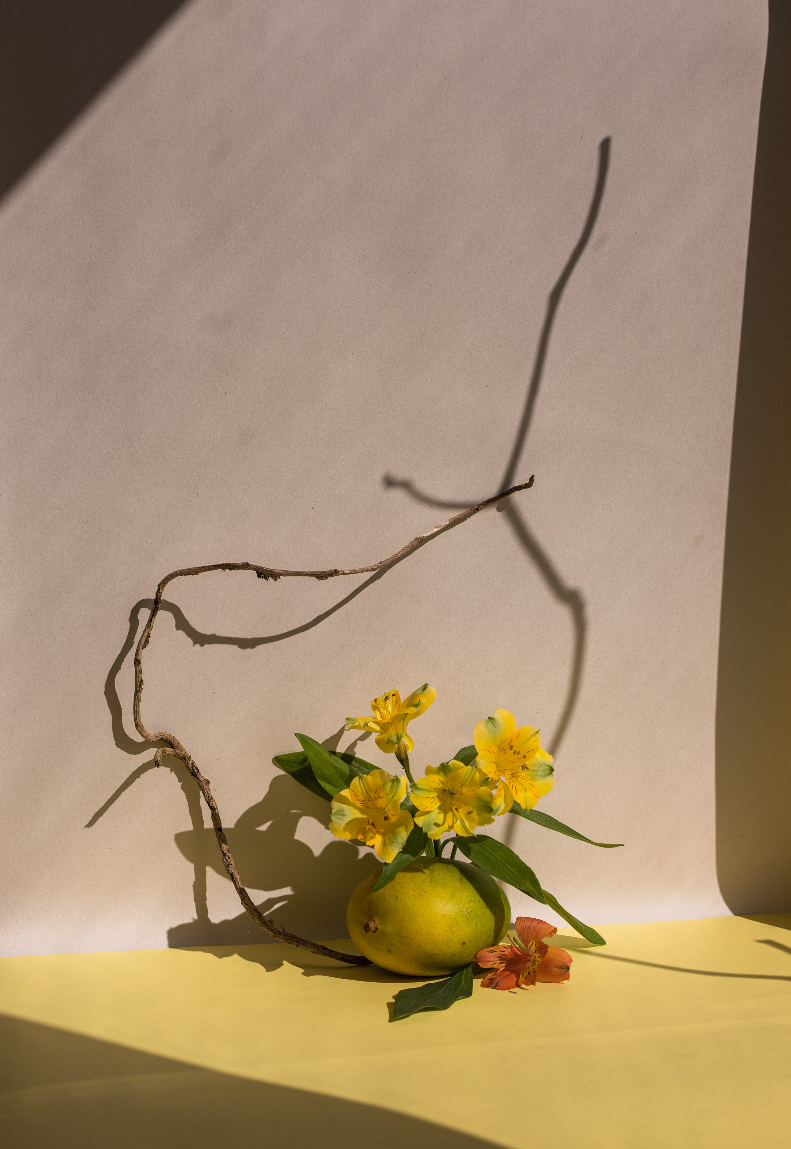 Mango frukebana contemporary still life inspired by ikebana