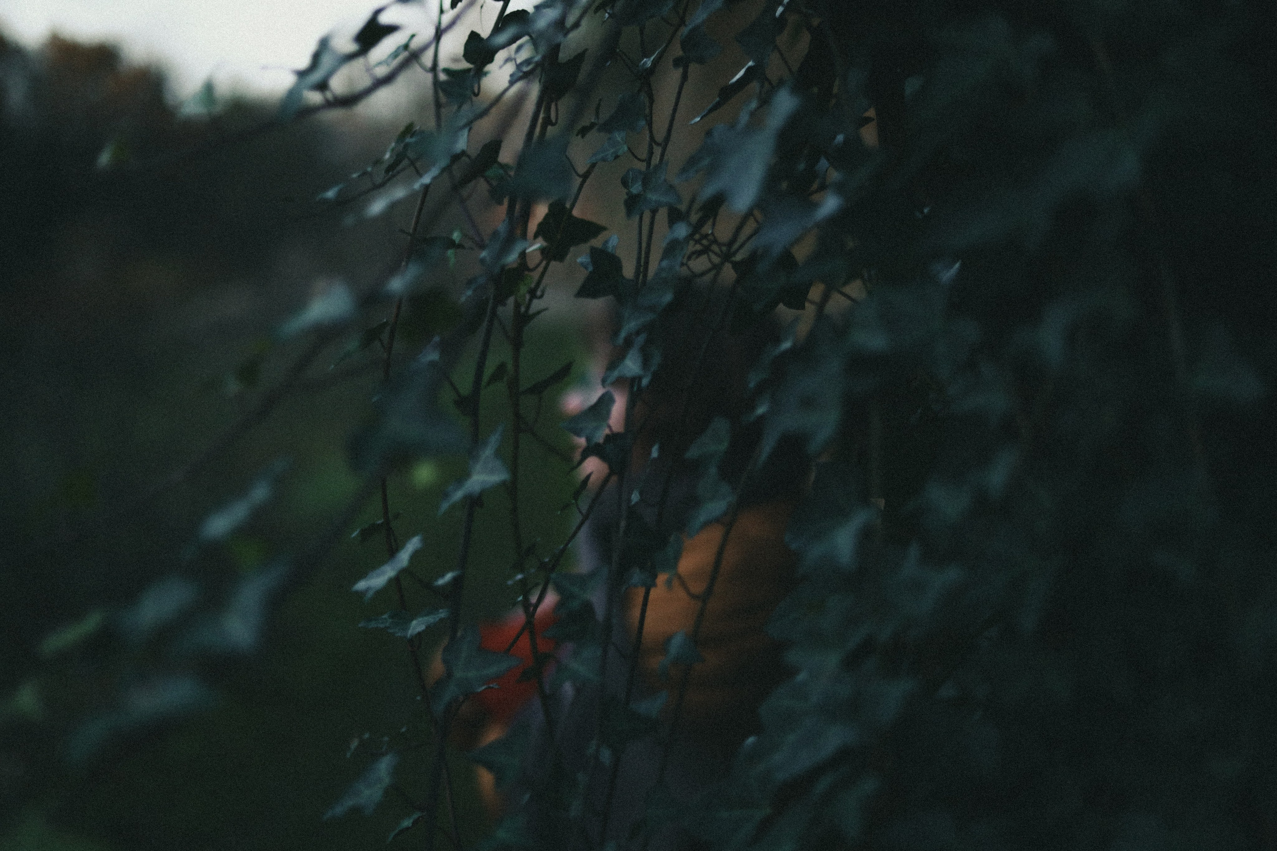 Zoe Hampstead Heath. Victoria Dini. Art photography in London / Folkestone, UK