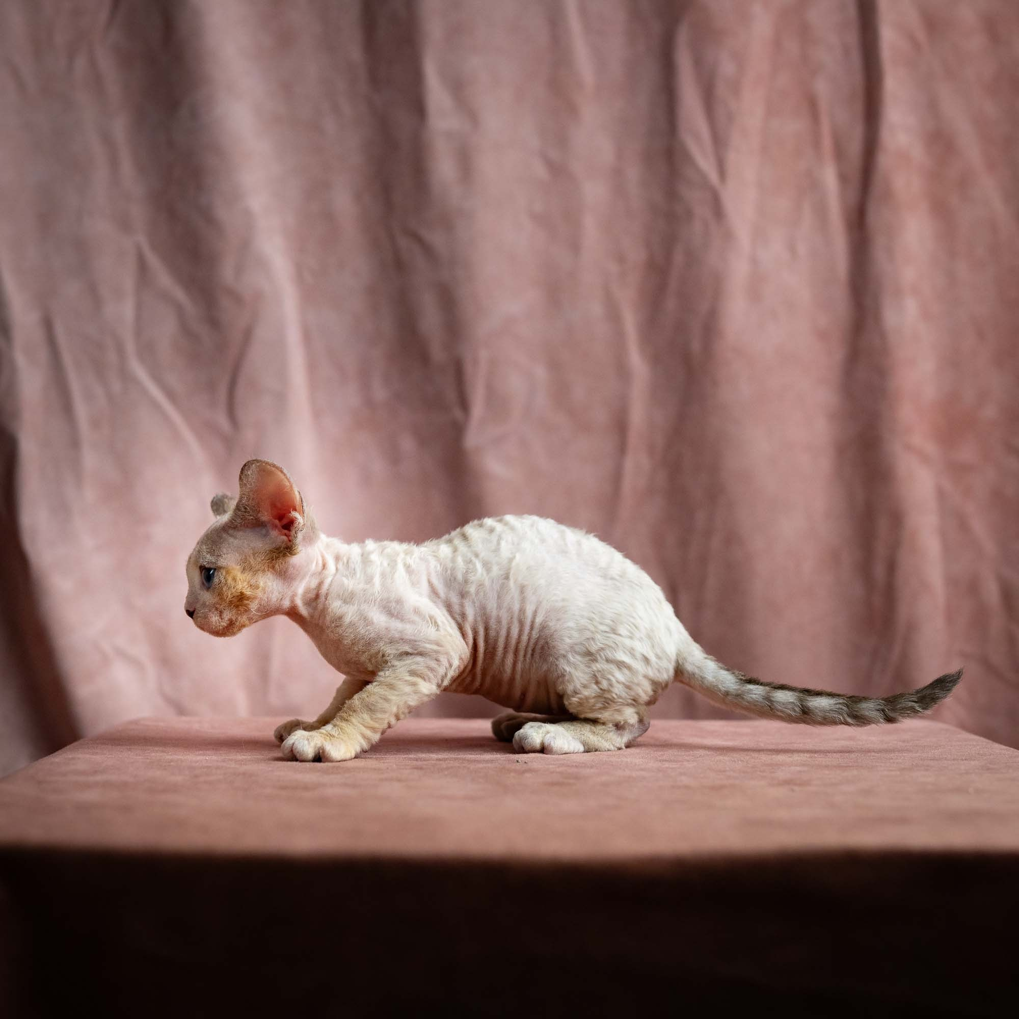 Rocco, boy, born 05.08.26. Devon Rex Pixie Cattery