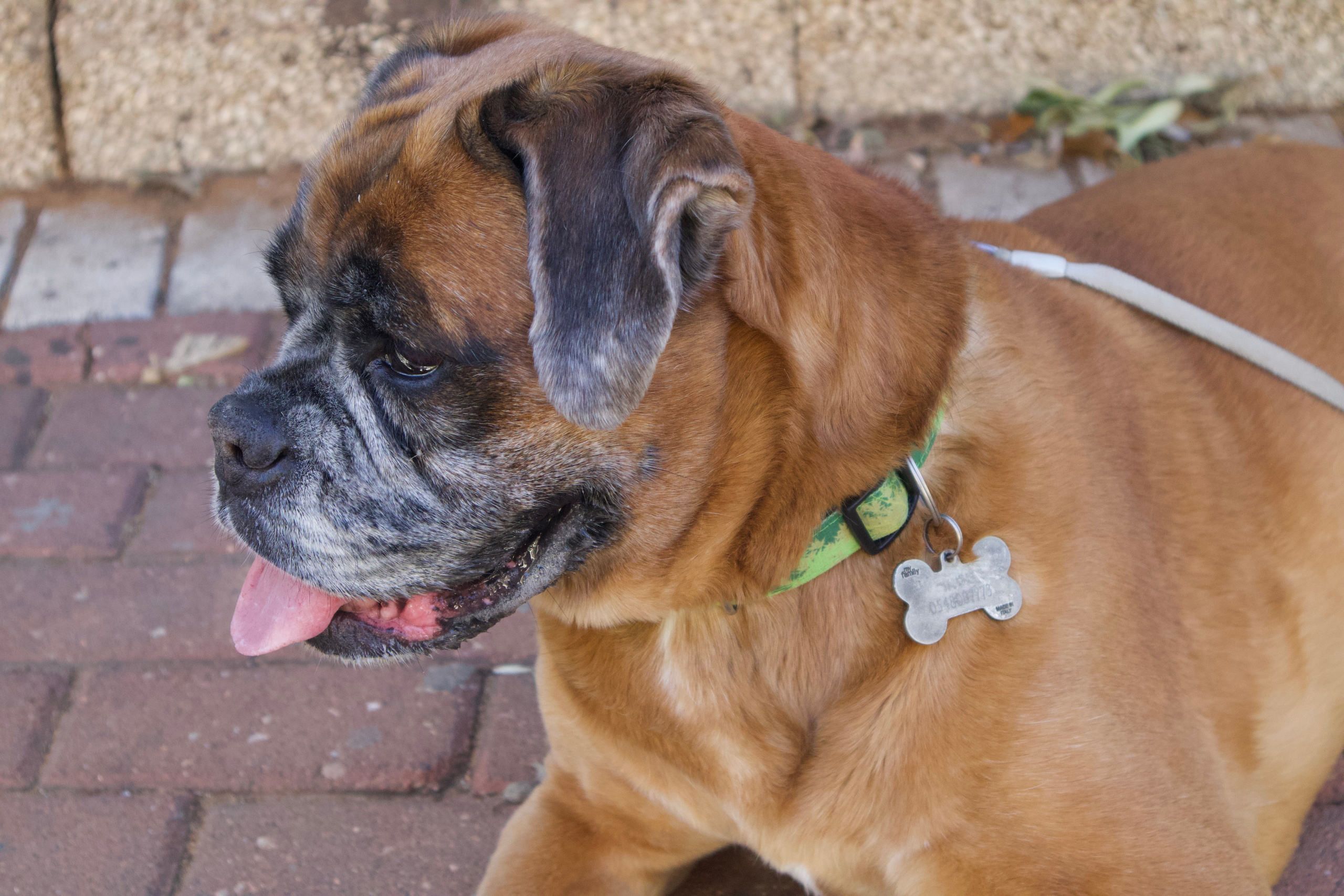 My Star - My Boxer Dog