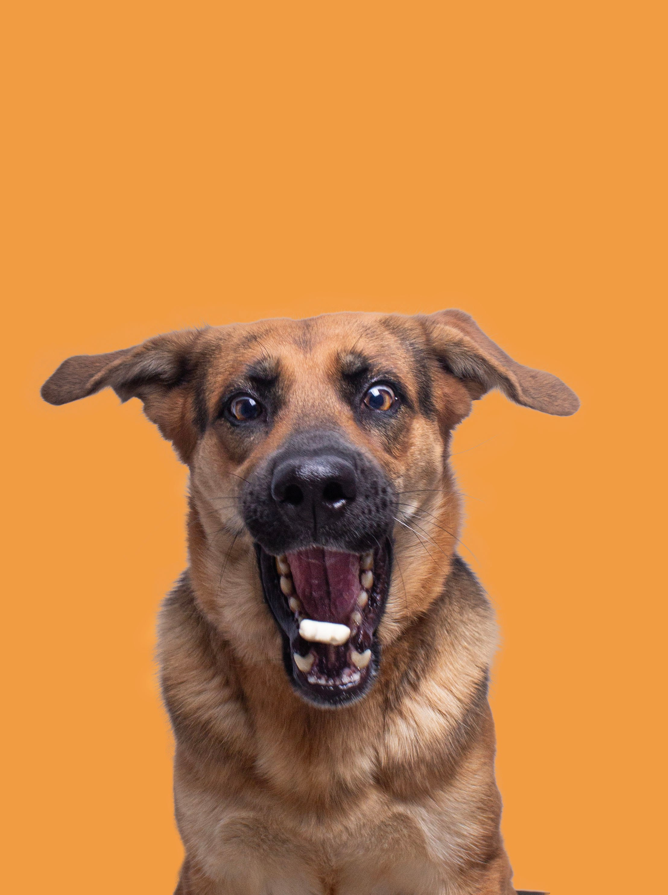 Fotos con huella, fotografía de perros y mascotas en Sevilla