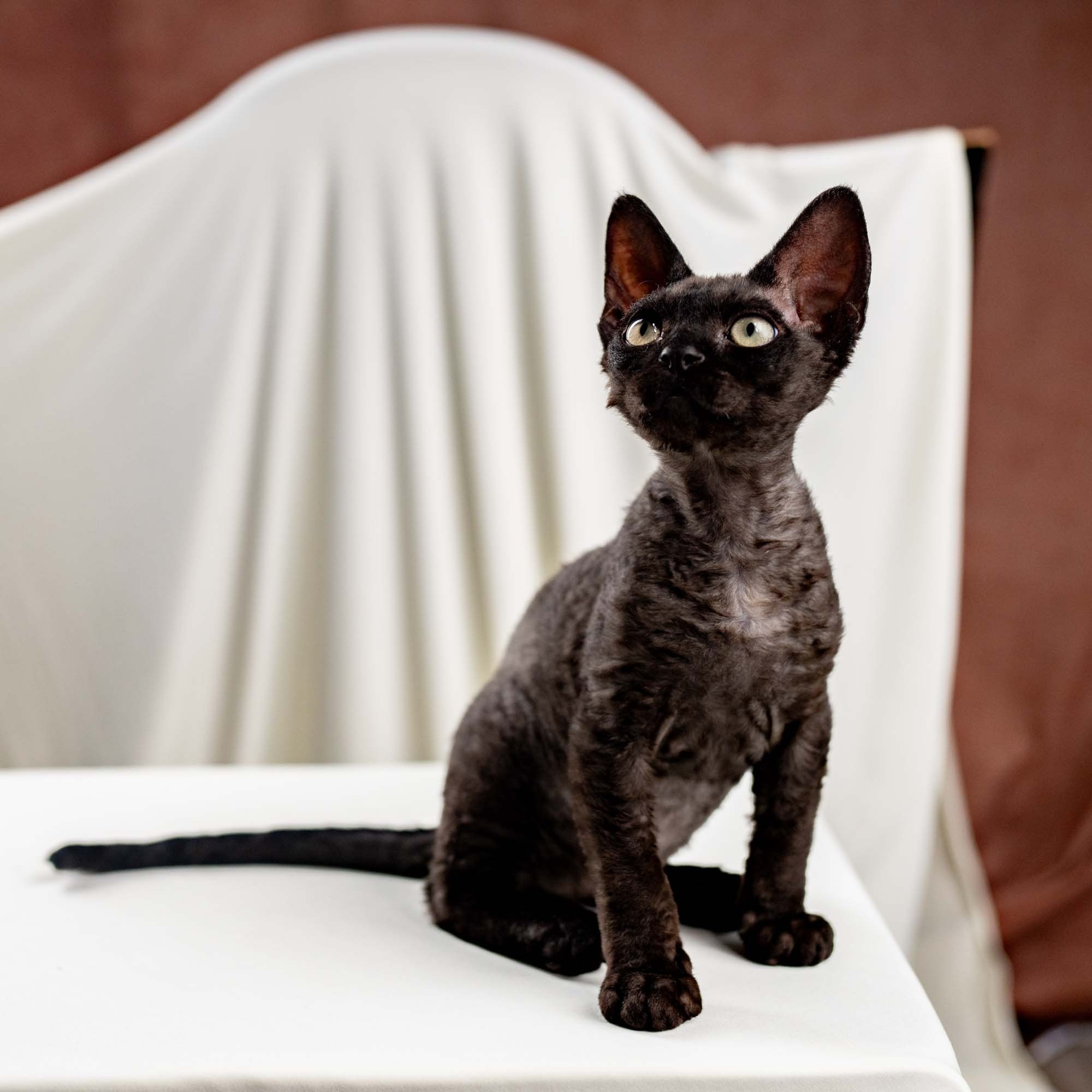 Smoke, boy,  born on  04.11.24, Sold. Devon Rex Pixie Cattery