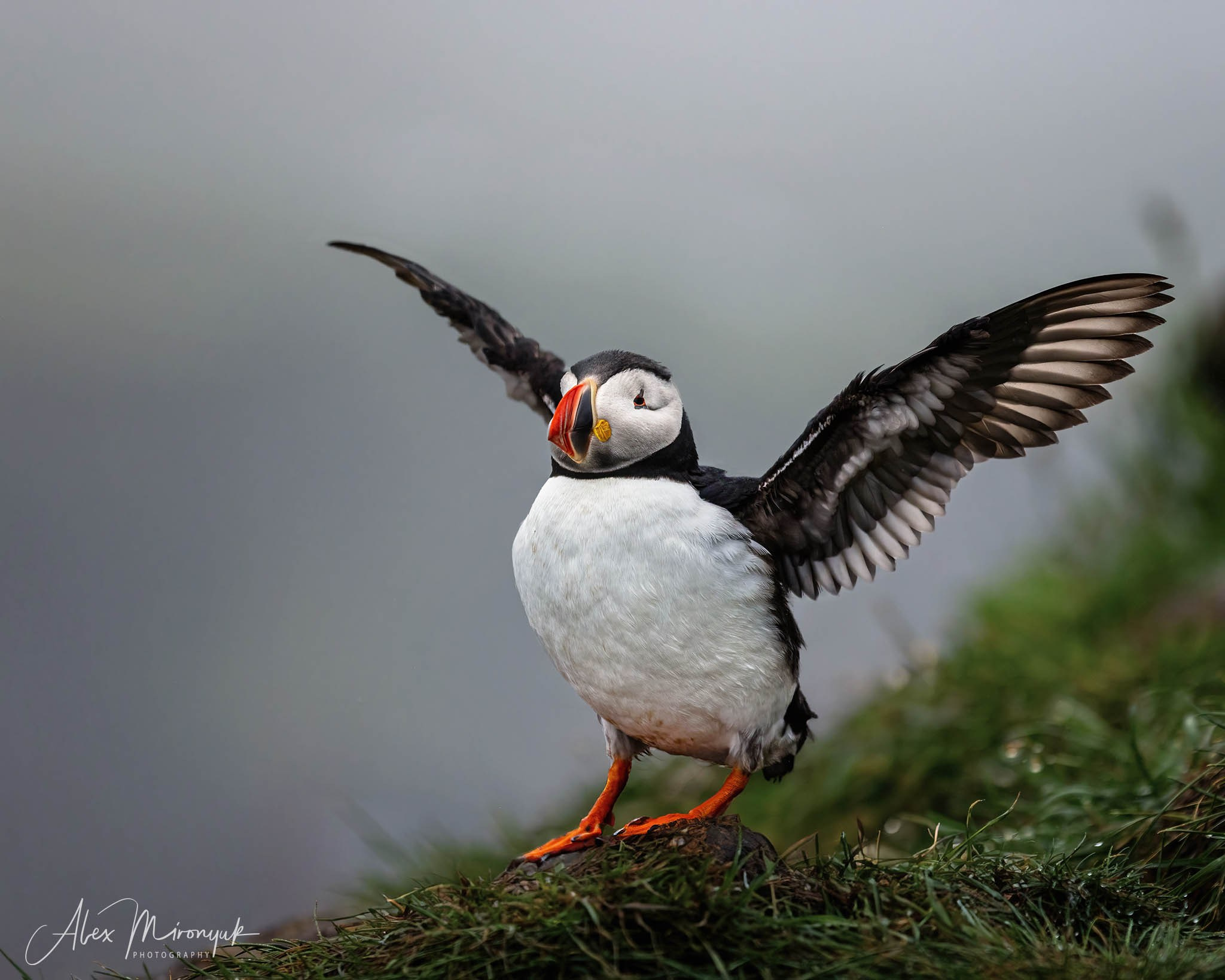 Unforgettable Iceland. Pet, Senior, Landscape, portrait studio, photographer in Miami and Sou