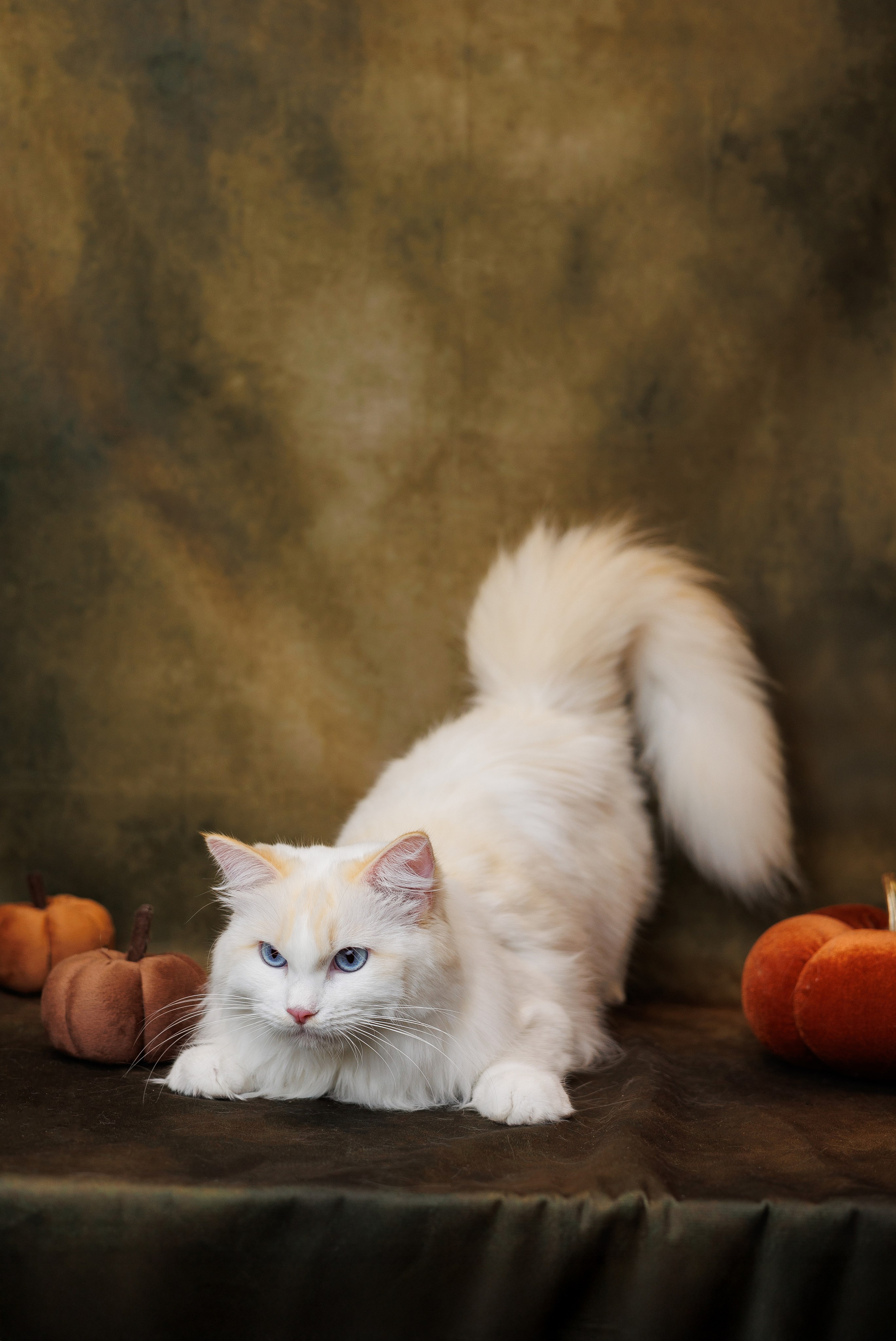 Pet photography. Photography & videography for brands. Individual shooting. Midlands, England