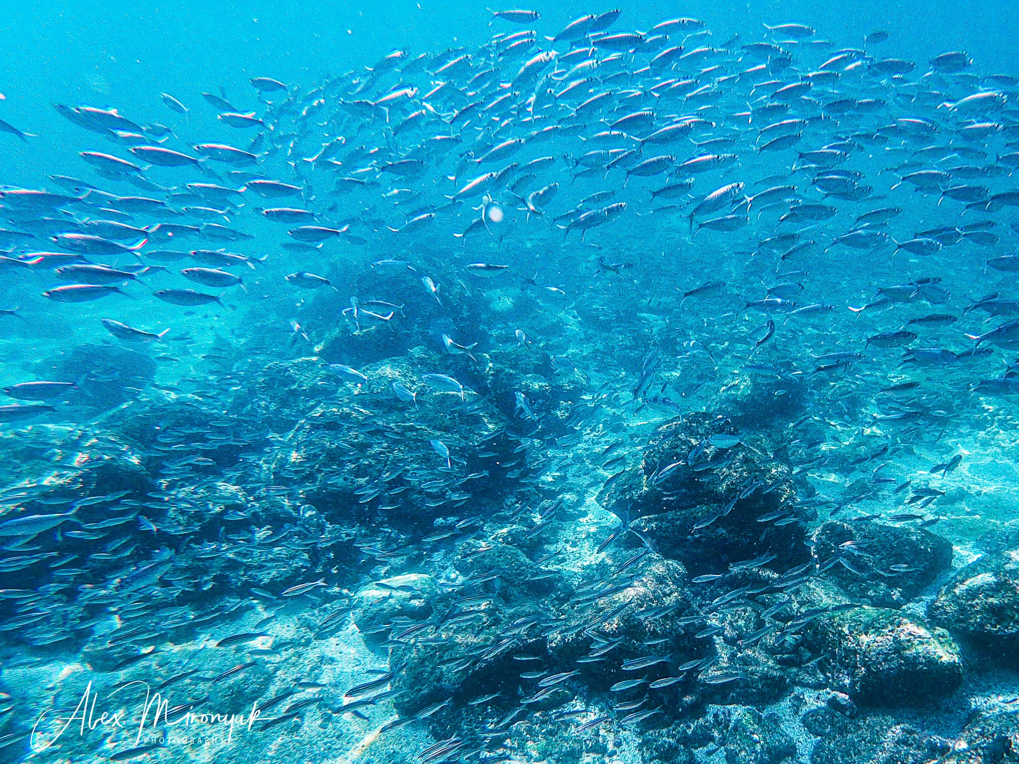 Galapagos Islands Adventure. Alex Mironyuk Photography