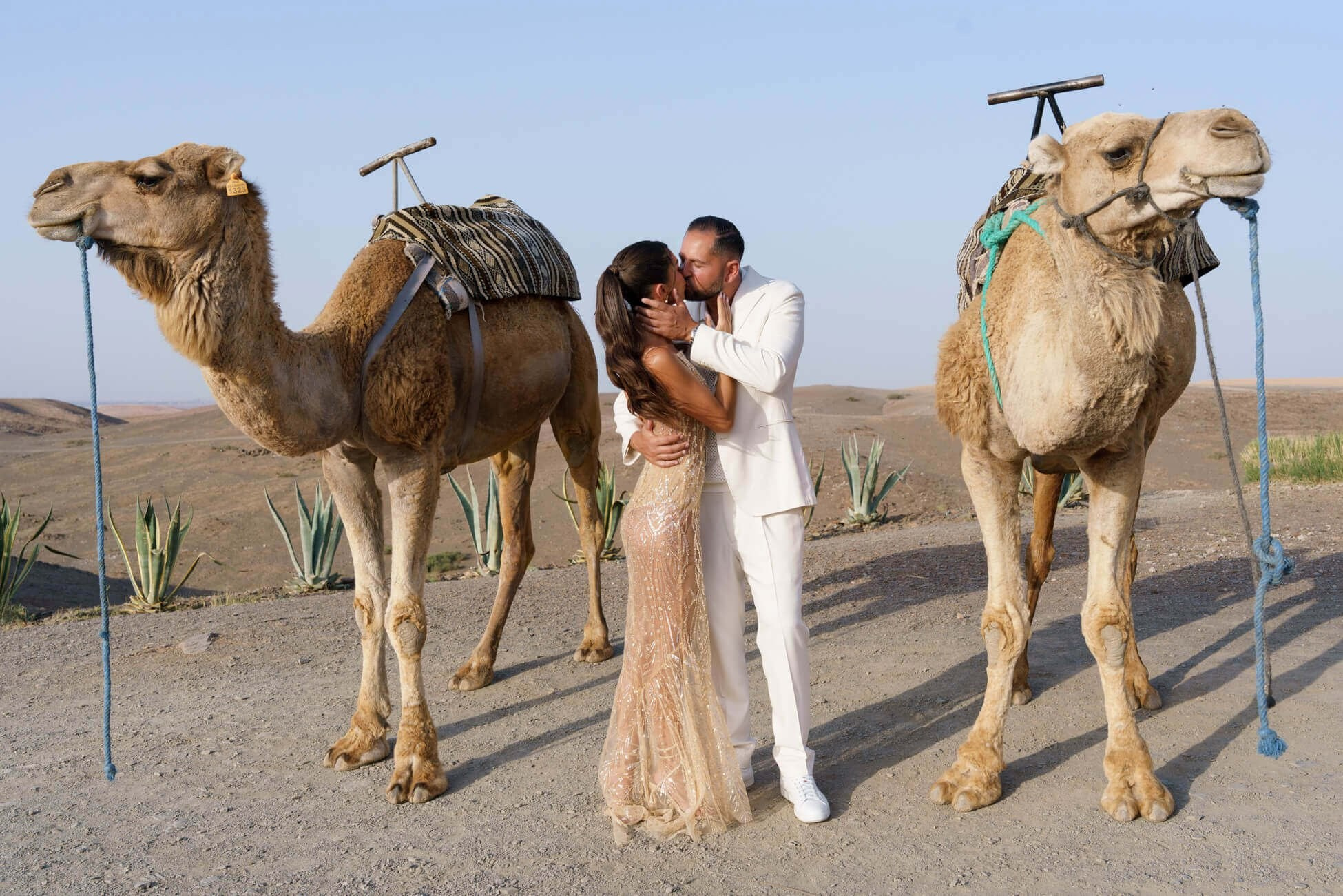 Bride and groom kissing between camels at destination desert wedding, Agafay Desert