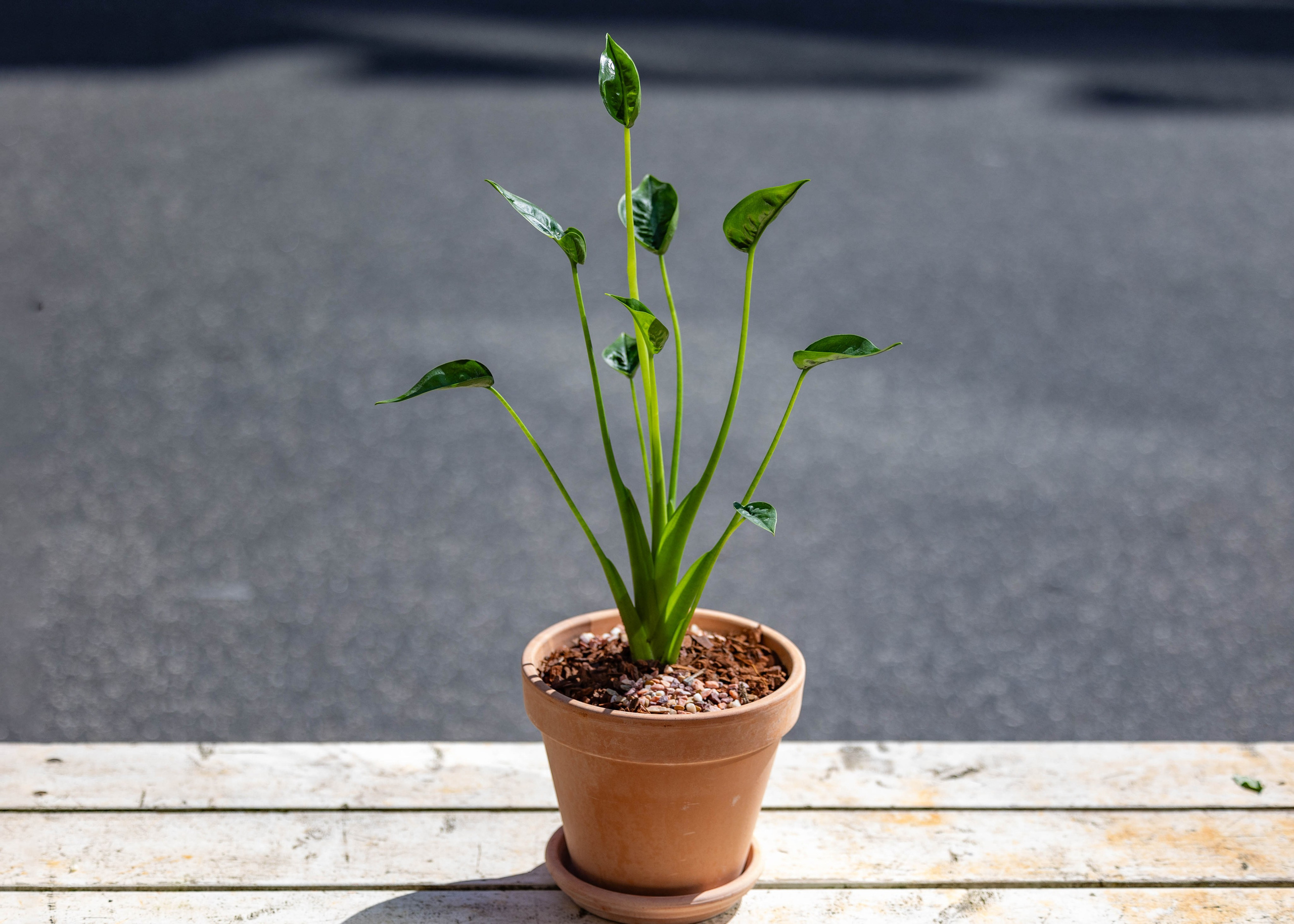 Elefantøre (Alocasia) er en moderne klassiker blandt stueplanter. Den foretrækker indirekte lys og regelmæssig vanding.