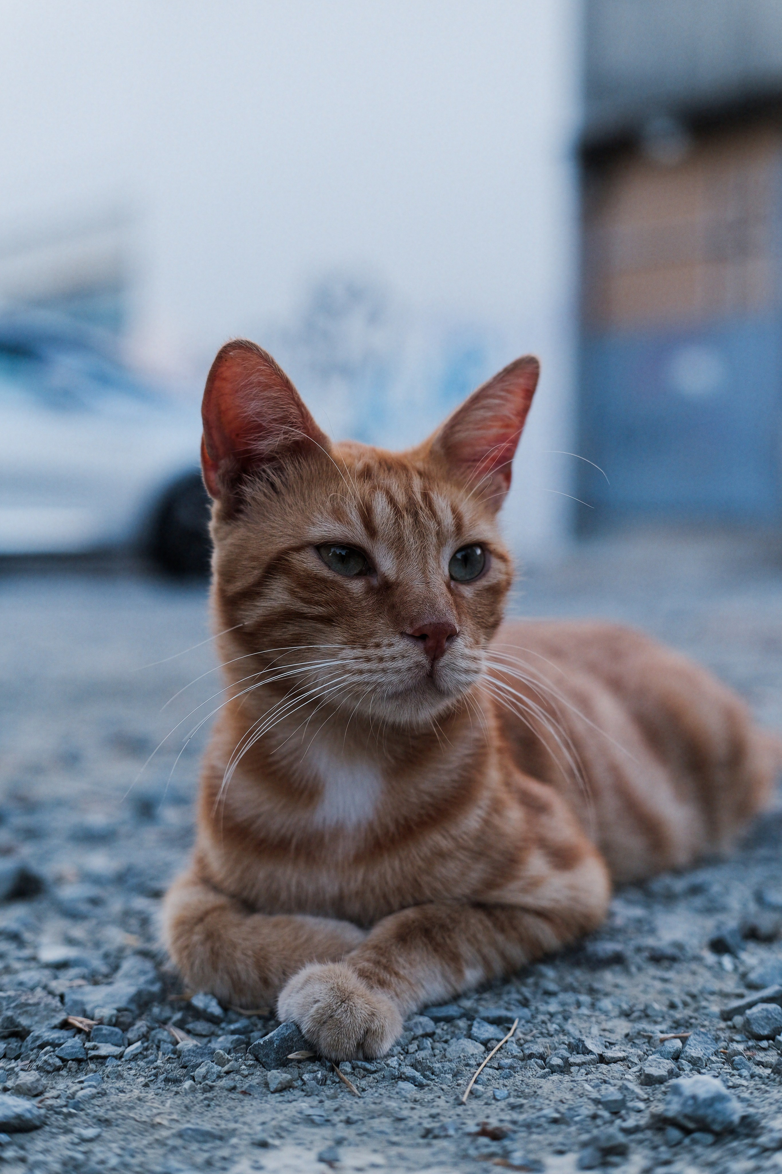 Stray Cats 🐾 | Stray cats from all the World | YuKoPhotography 📷. 中国街头摄影 | The Streets of China Through My Eyes | 深圳