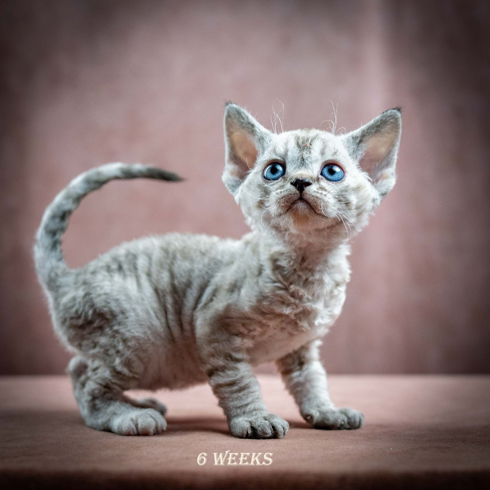 Isla, girl, born 06.01.2025. Devon Rex Pixie Cattery