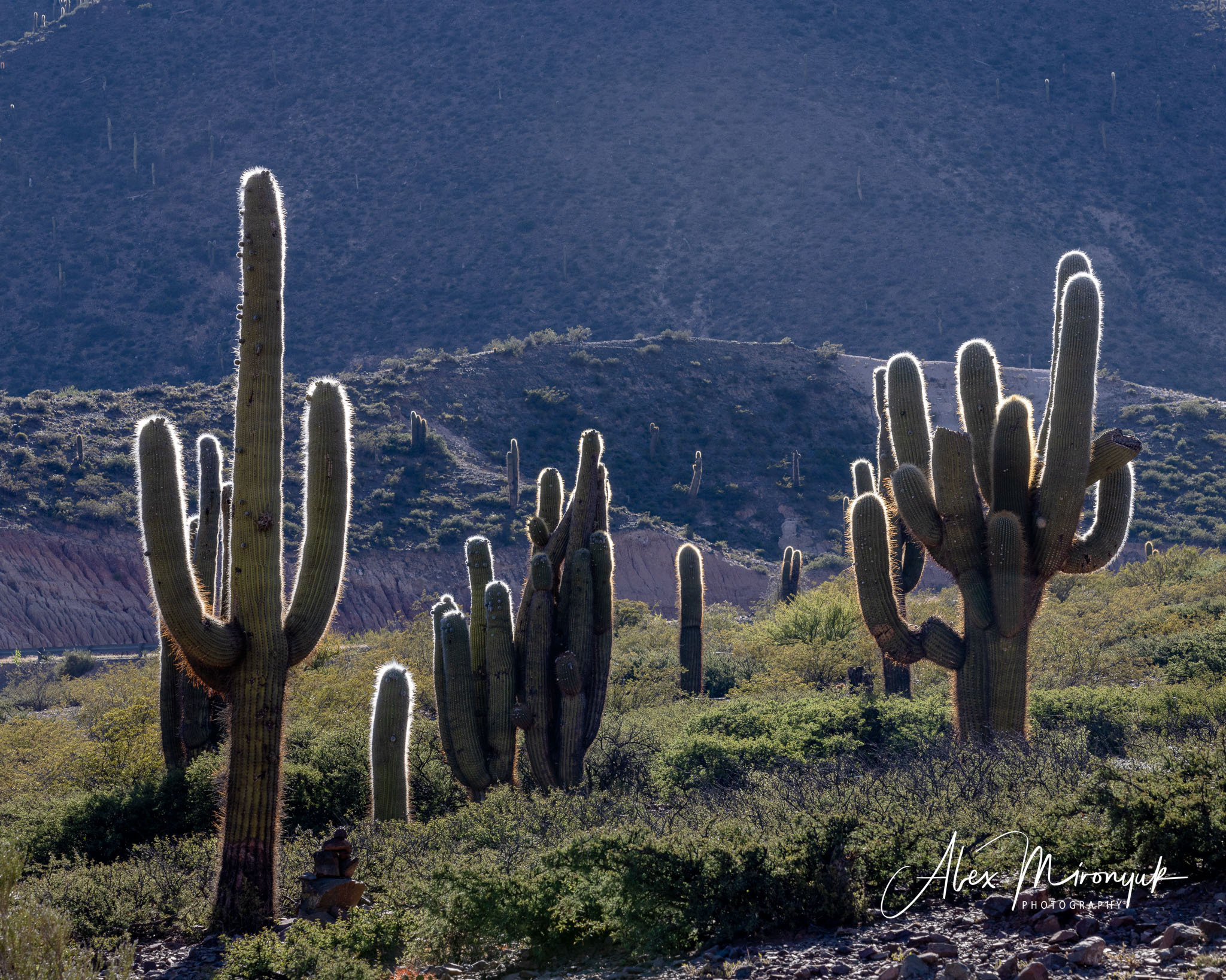 Unknown Northern Argentina. Pet, Senior, Landscape, portrait studio, photographer in Miami and Sou