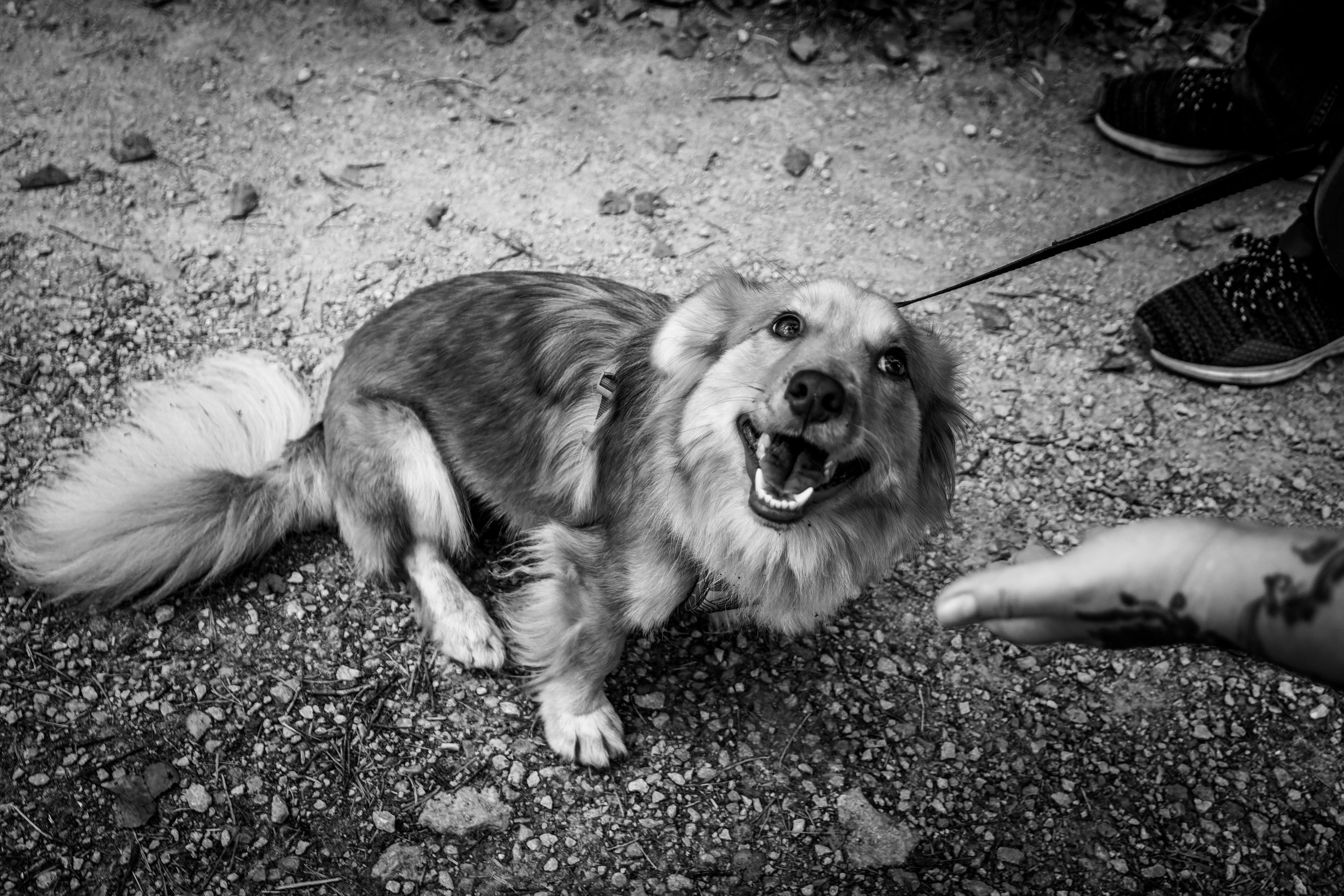 Nebula 25 — Fotod teie hingele