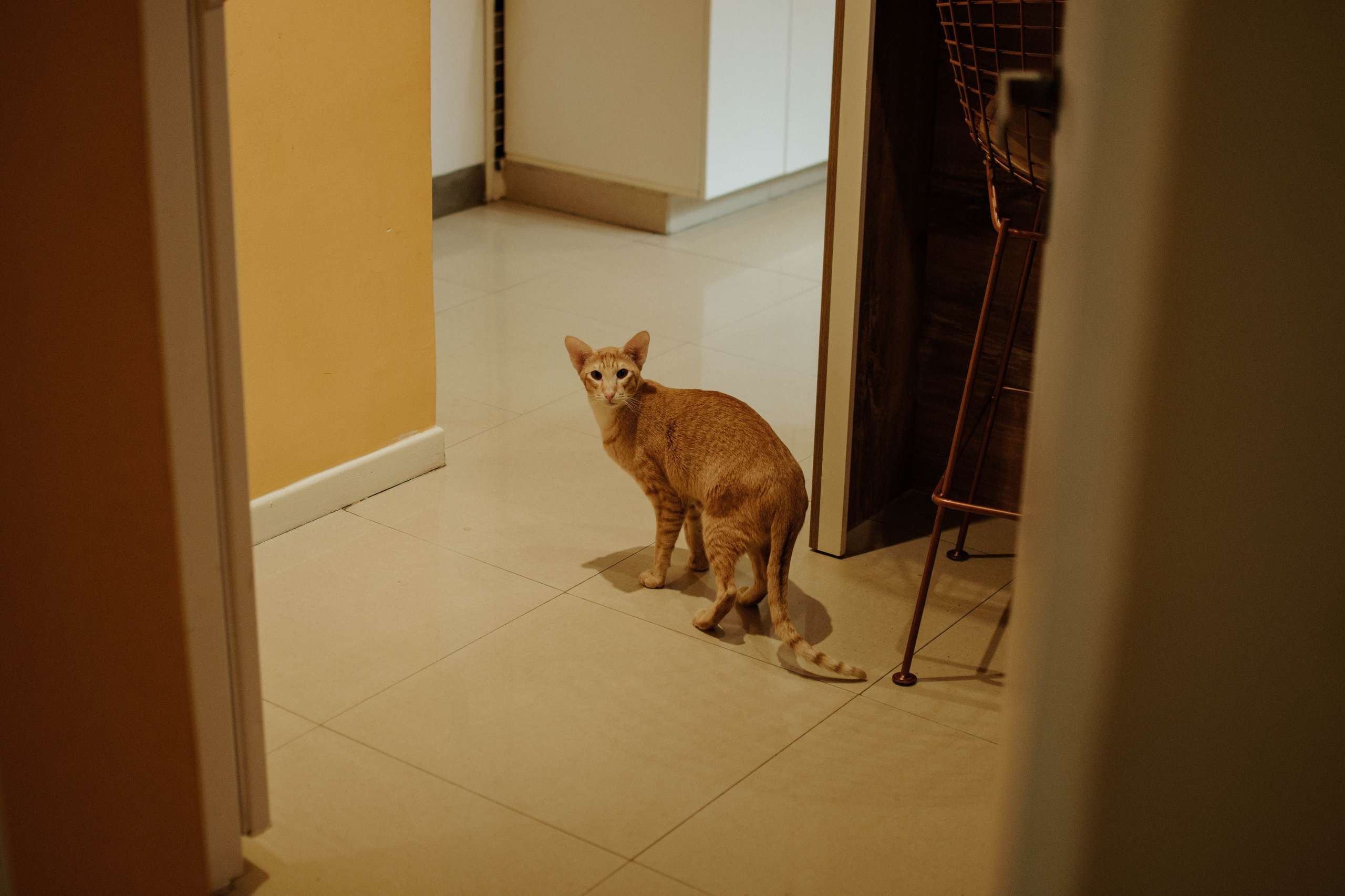 Nice to meet you, Eugenia. Photographer @elmirkami in the city of Buenos Aires