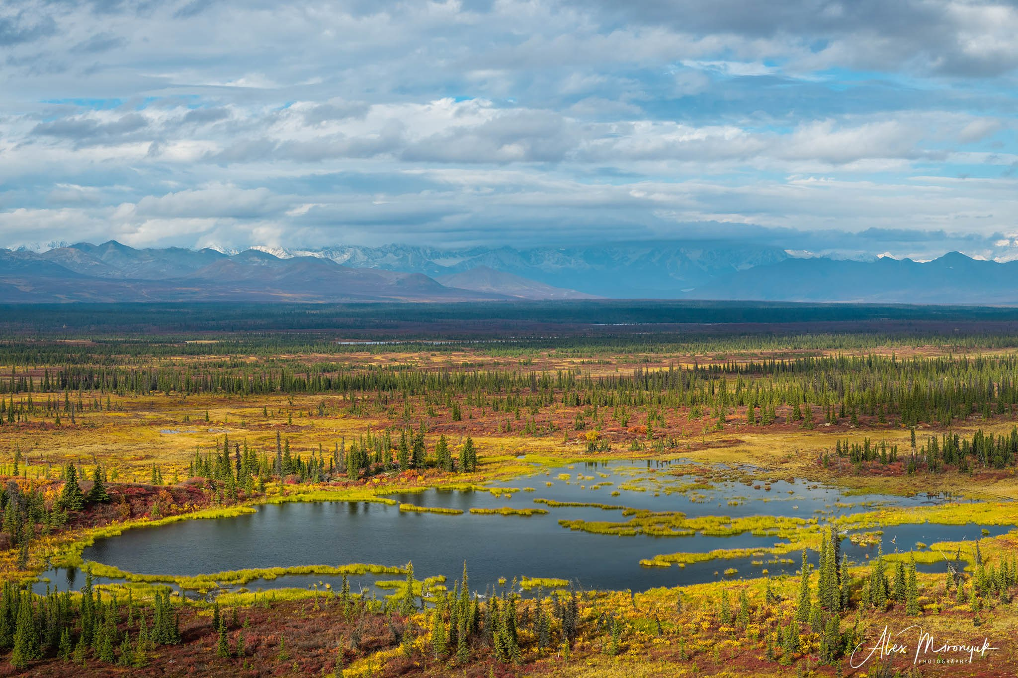 Alaskan Fall Colors. Pet, Senior, Landscape, portrait studio, photographer in Miami and Sou
