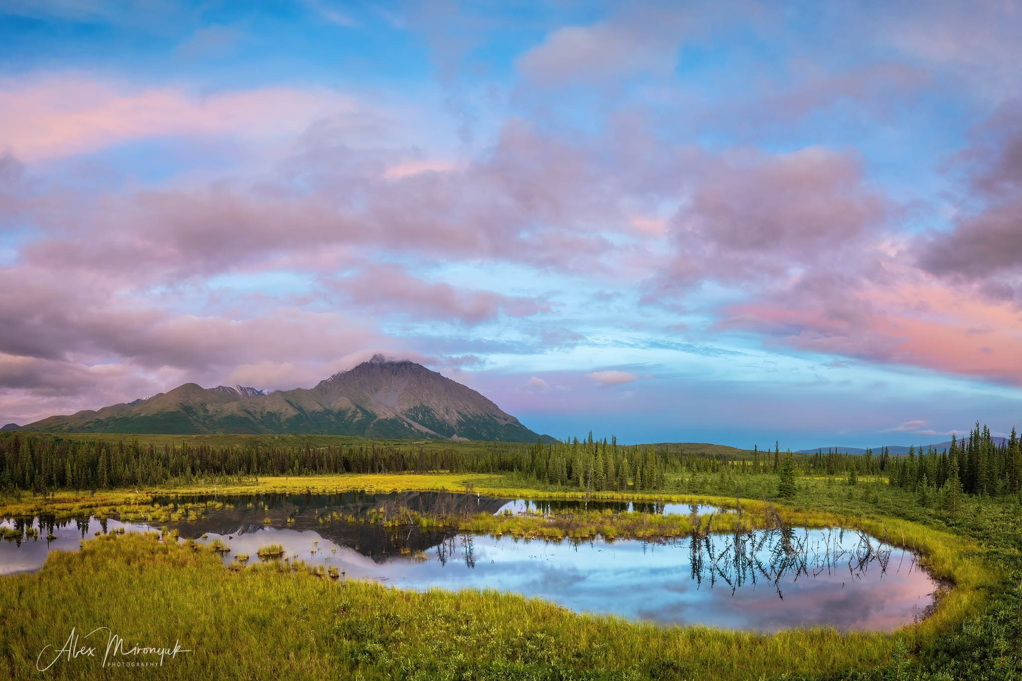 Alaskan Fall Colors. Pet, Senior, Landscape, portrait studio, photographer in Miami and Sou