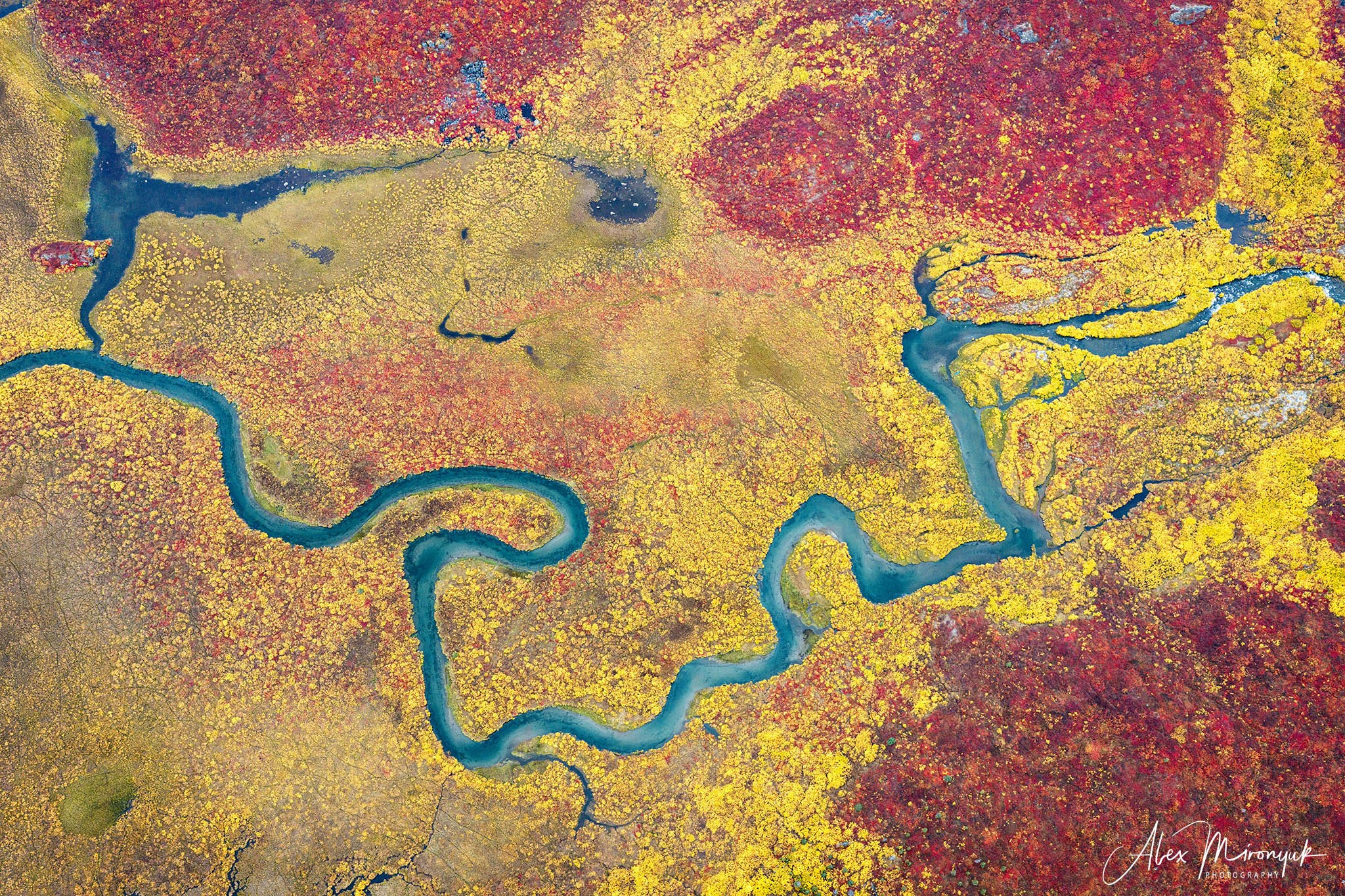 Alaskan Fall Colors. Pet, Senior, Landscape, portrait studio, photographer in Miami and Sou