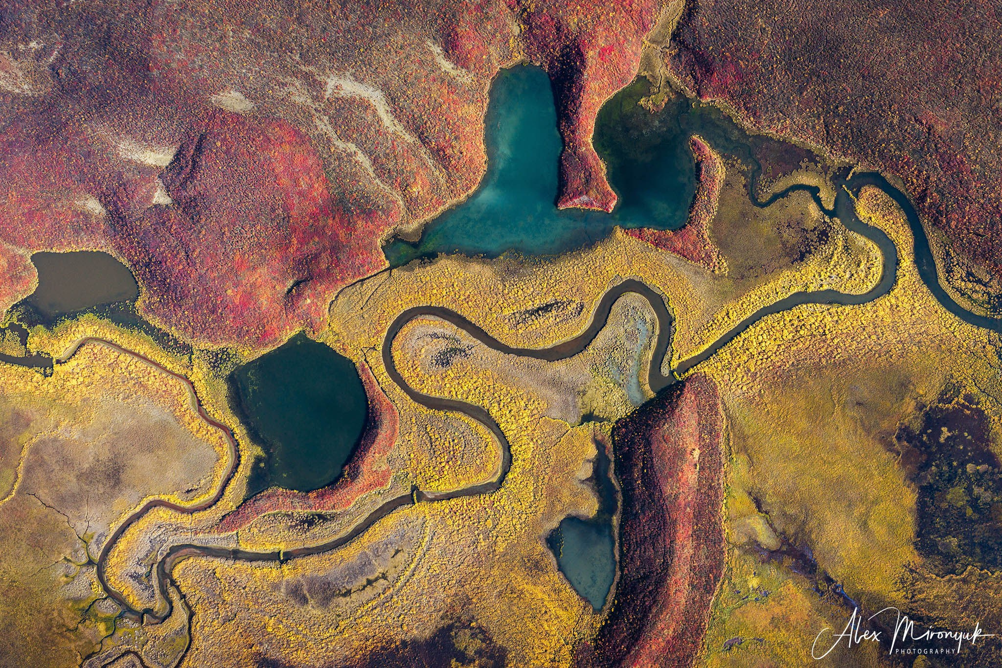 Alaskan Fall Colors. Pet, Senior, Landscape, portrait studio, photographer in Miami and Sou