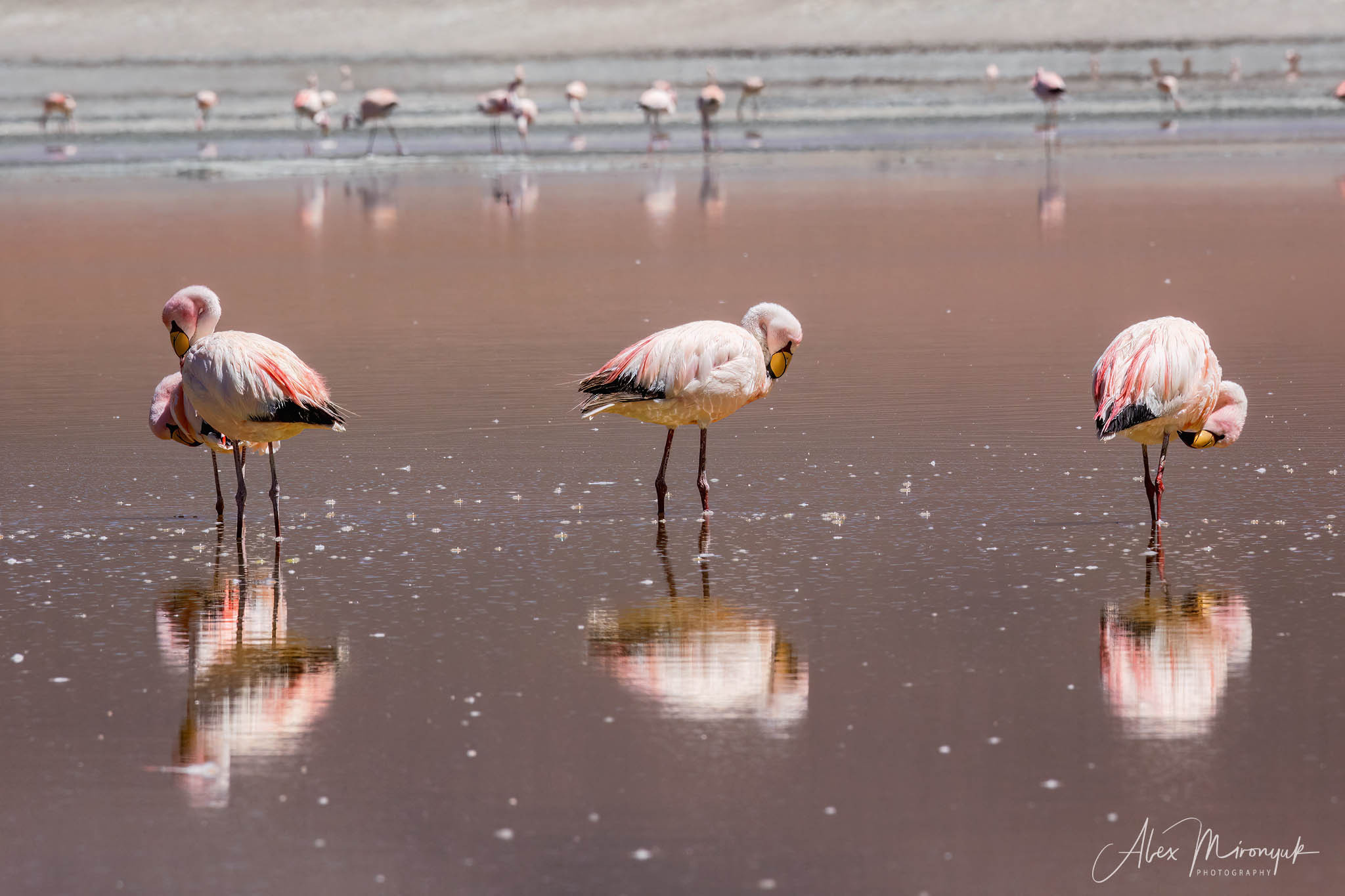 Bolivia Adventure. Pet, Senior, Landscape, portrait studio, photographer in Miami and Sou