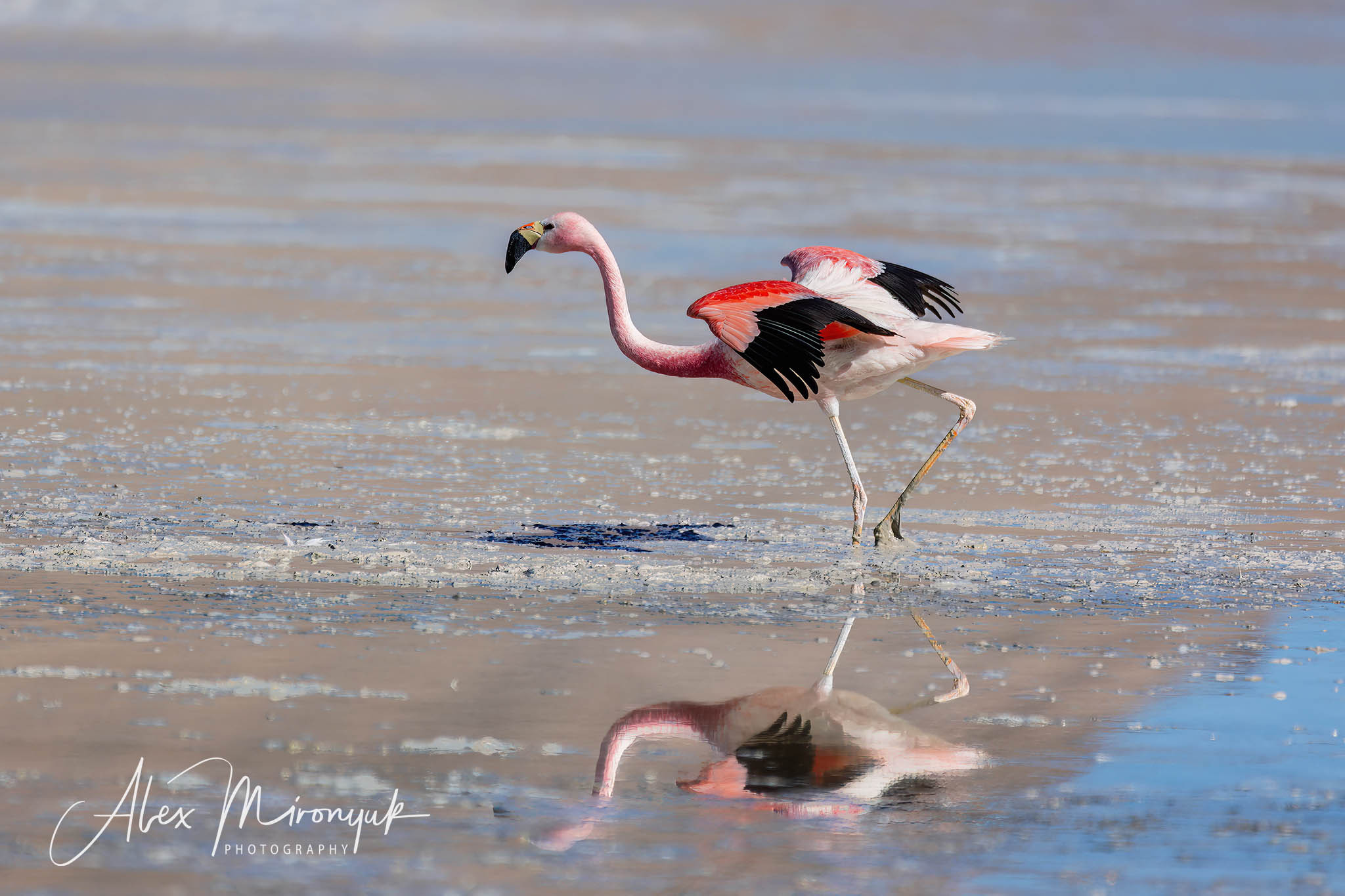Bolivia Adventure. Pet, Senior, Landscape, portrait studio, photographer in Miami and Sou