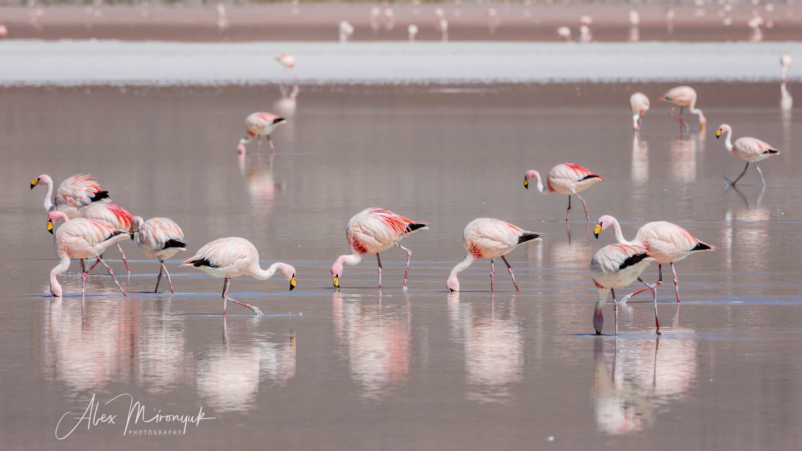 Bolivia Adventure. Pet, Senior, Landscape, portrait studio, photographer in Miami and Sou