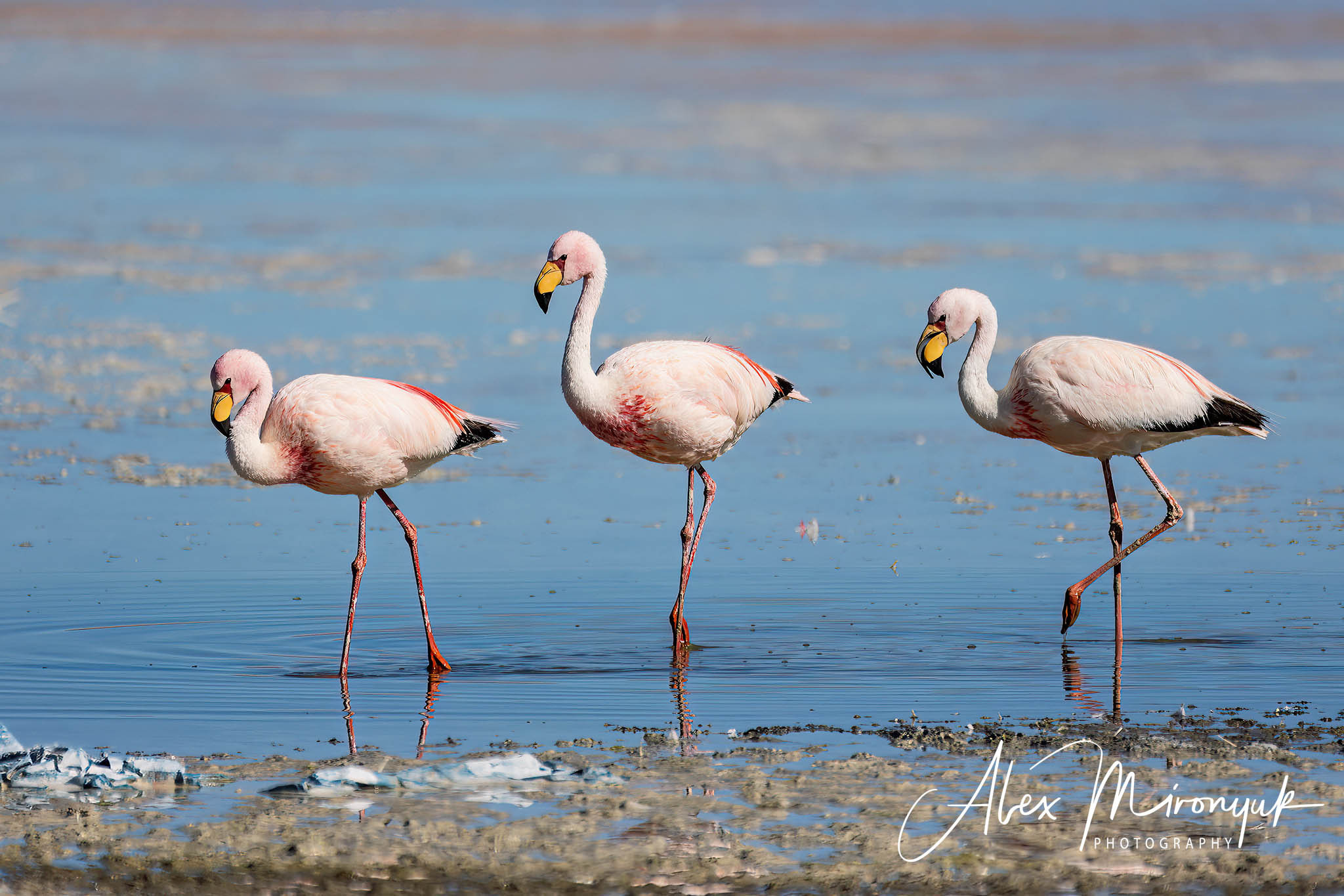 Bolivia Adventure. Pet, Senior, Landscape, portrait studio, photographer in Miami and Sou