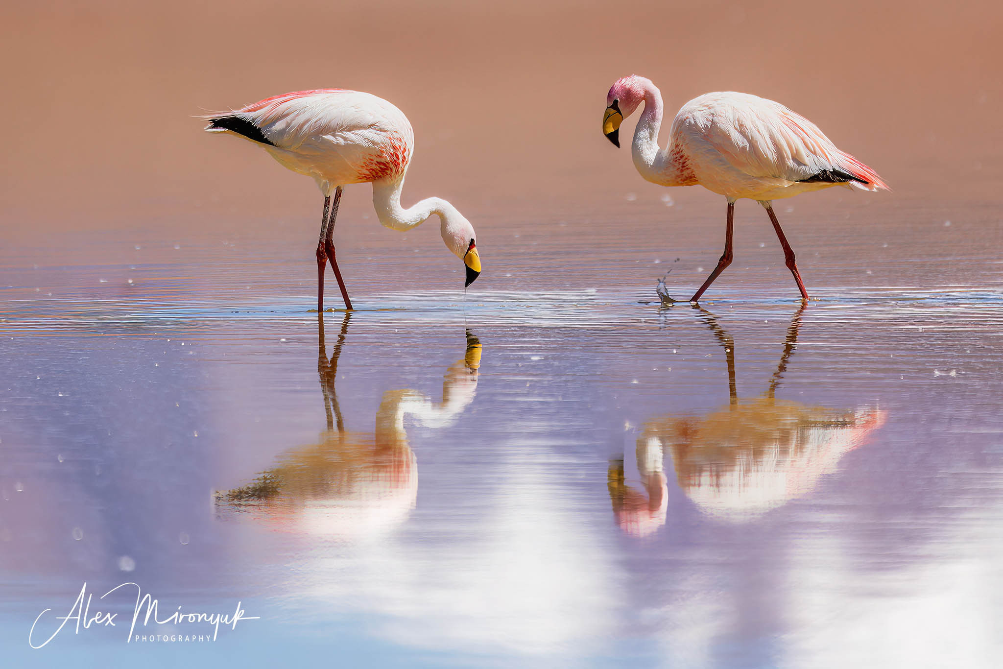 Bolivia Adventure. Pet, Senior, Landscape, portrait studio, photographer in Miami and Sou