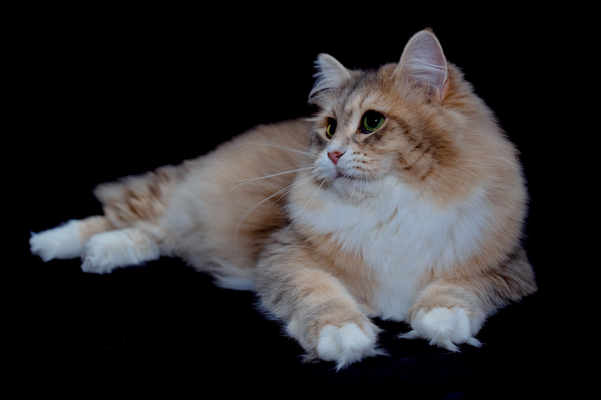 Katzen | Females. Photographer Татьяна