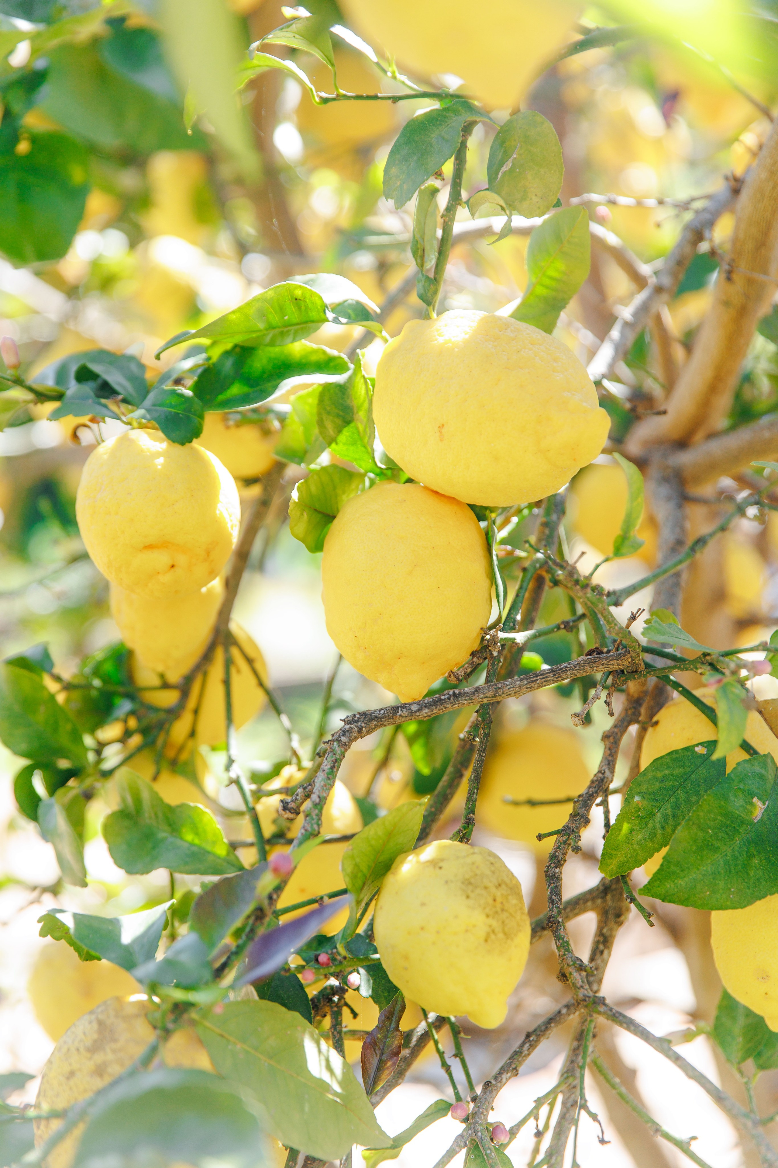 Lemon tree at the wedding venue in Barcelona.