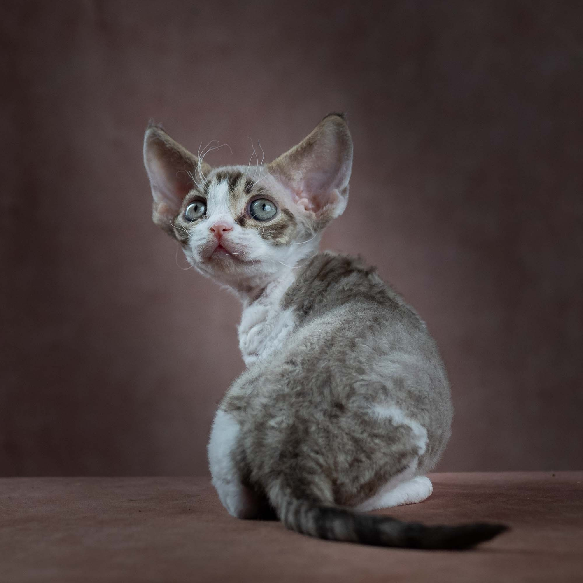 Eddie, boy, born on 06.09.24 Sold. Devon Rex Pixie Cattery