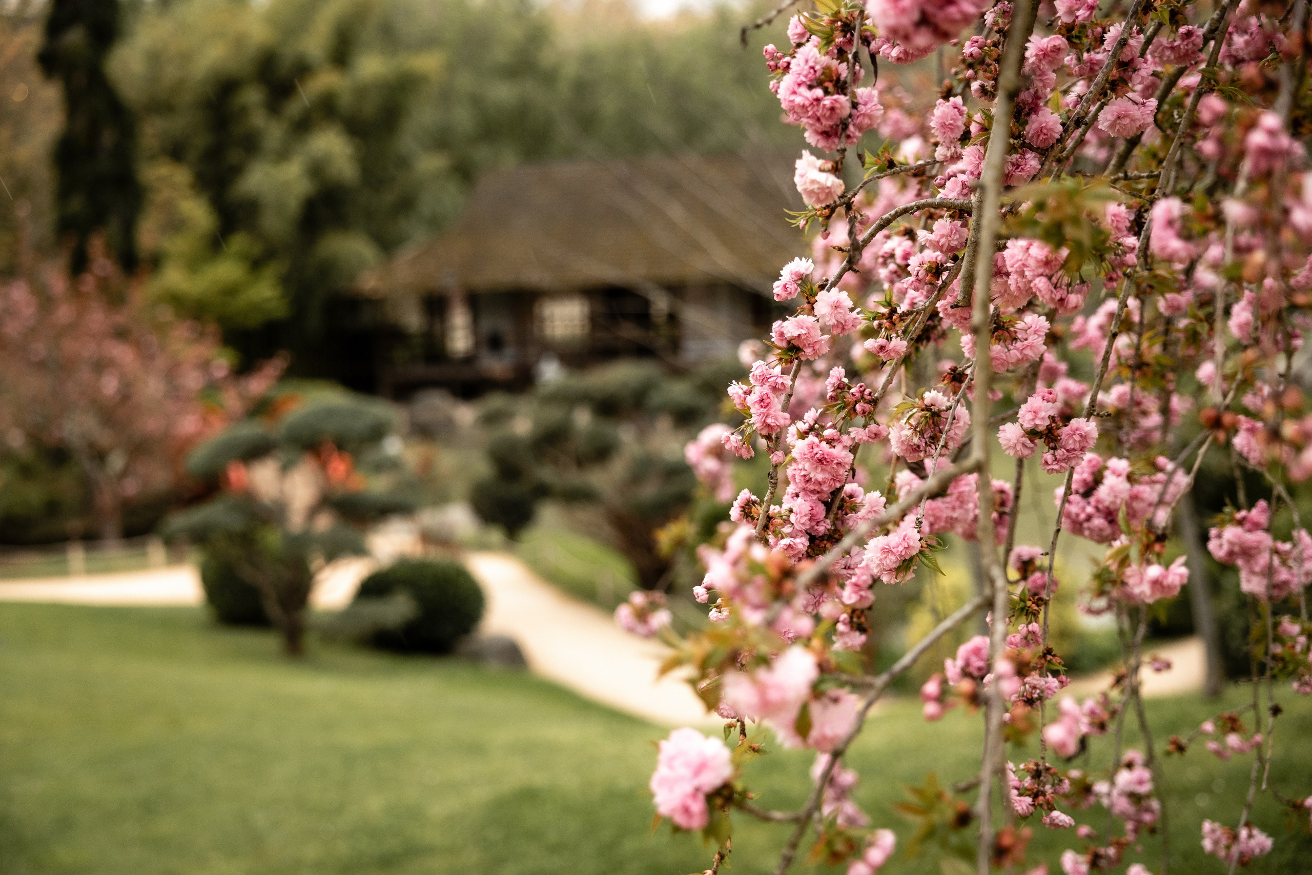 Photoshoot in the blooming Japanese Garden of Toulouse. Eugénie Smirnova — your photographer in Toulouse and southwest France