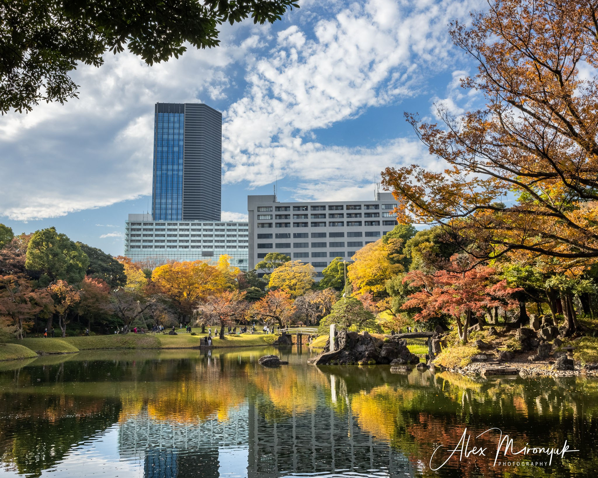Autumn Colors of Japan. Pet, Senior, Landscape, portrait studio, photographer in Miami and Sou