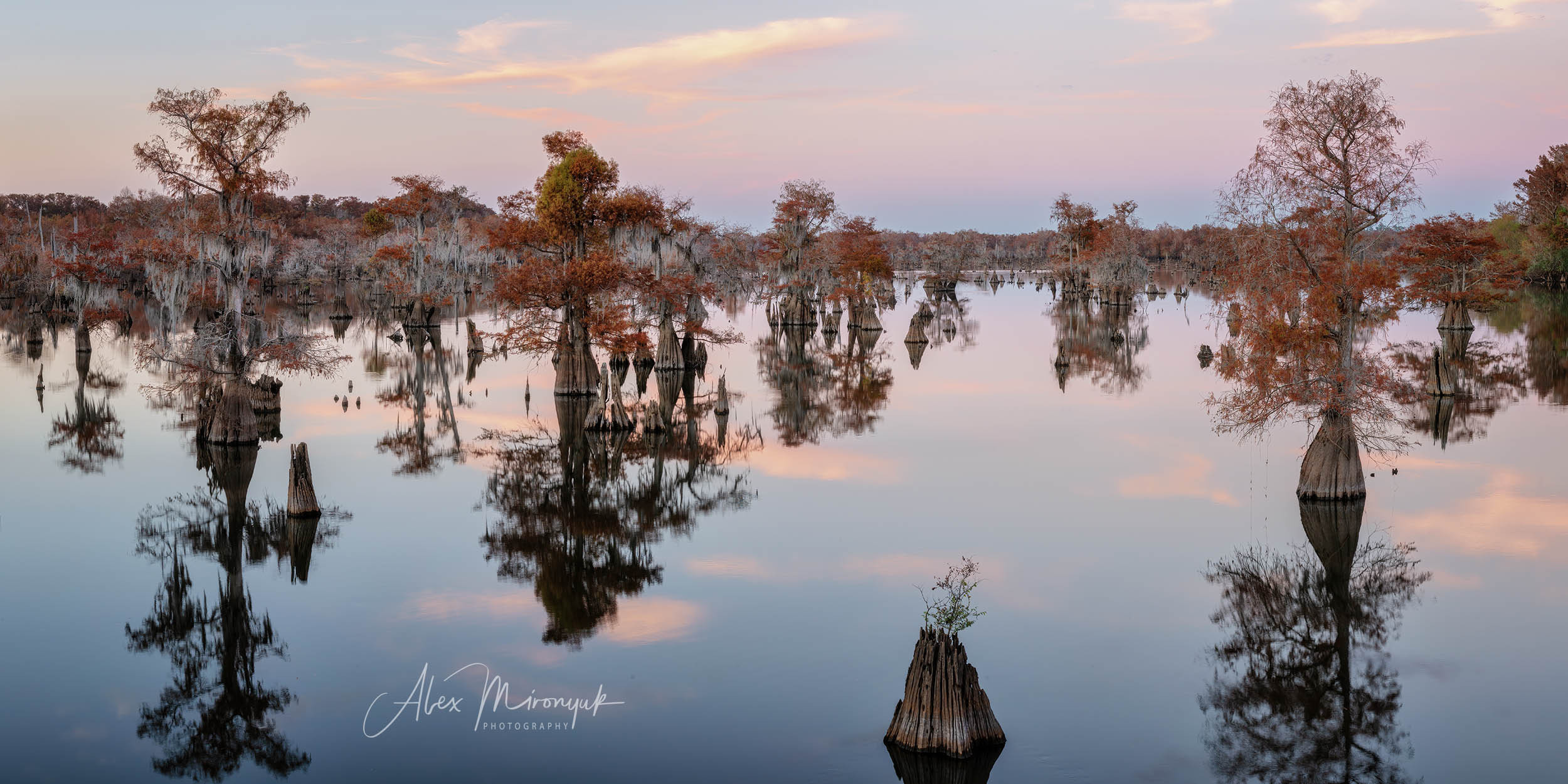 Cypress Fairy Tale. Pet, Senior, Landscape, portrait studio, photographer in Miami and Sou
