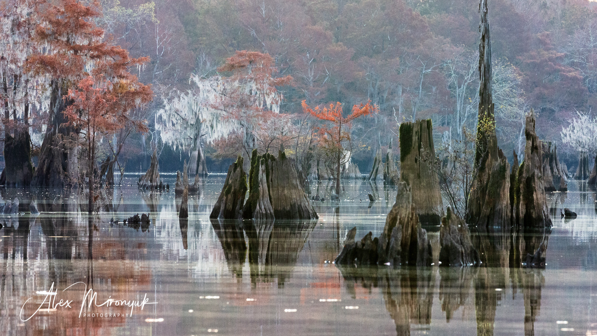 Cypress Fairy Tale. Pet, Senior, Landscape, portrait studio, photographer in Miami and Sou